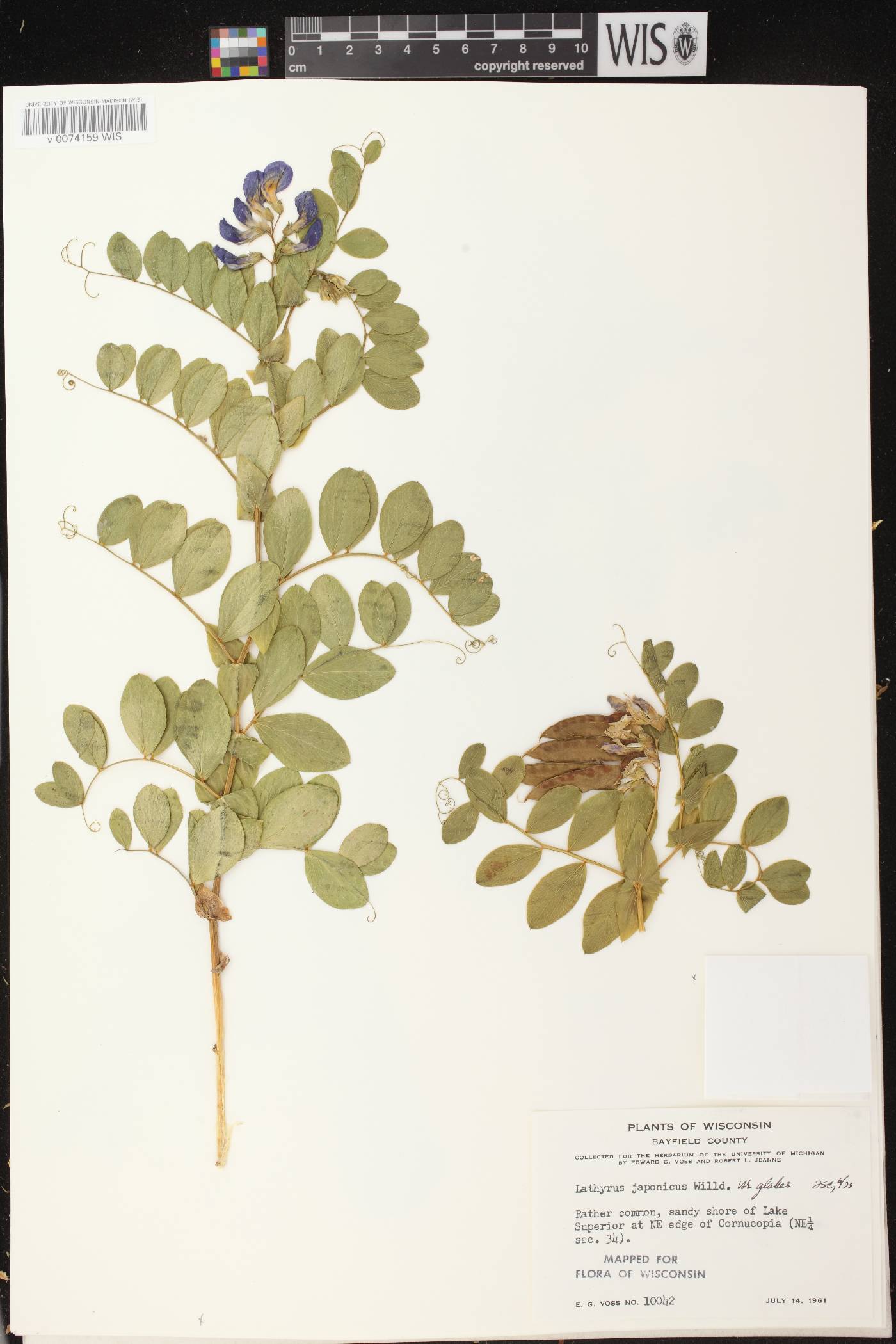 Lathyrus japonicus image