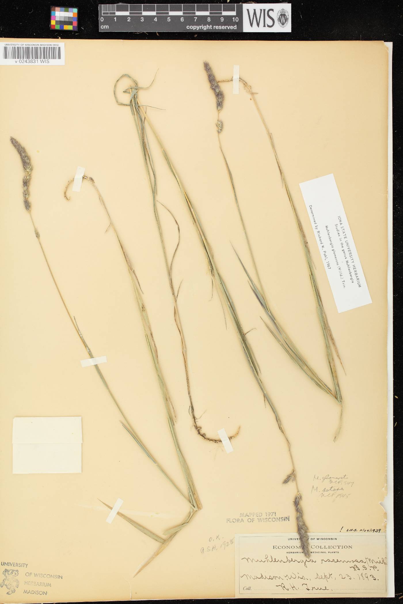 Muhlenbergia glomerata image