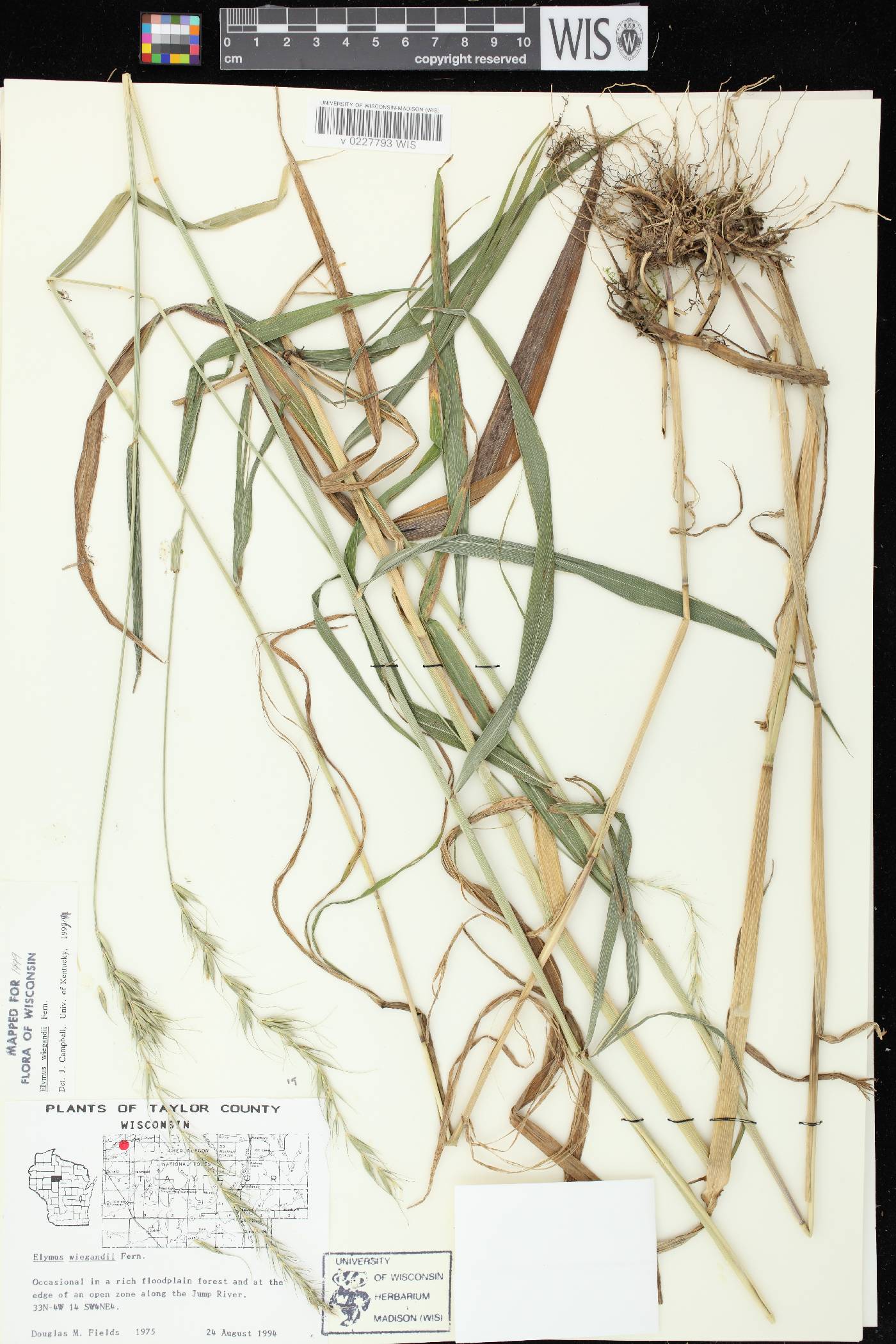 Elymus wiegandii image