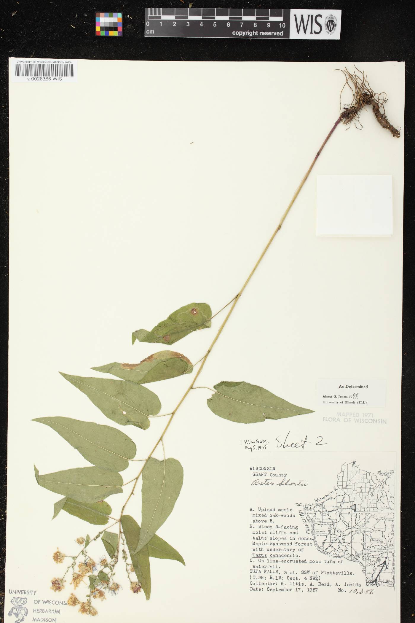 Symphyotrichum shortii image