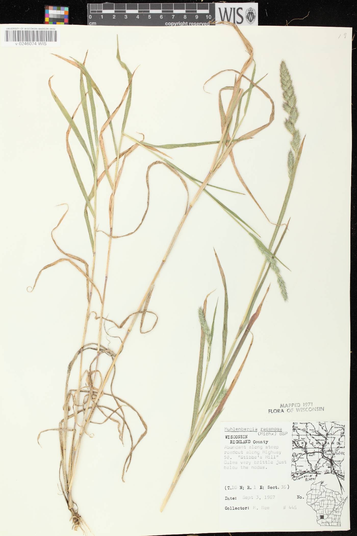 Muhlenbergia racemosa image