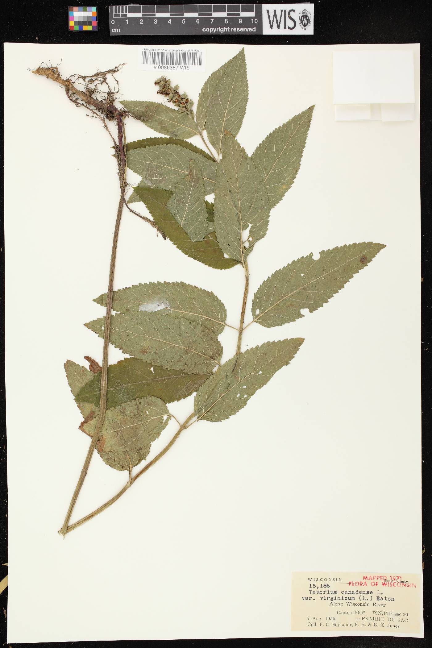 Teucrium canadense var. virginicum image