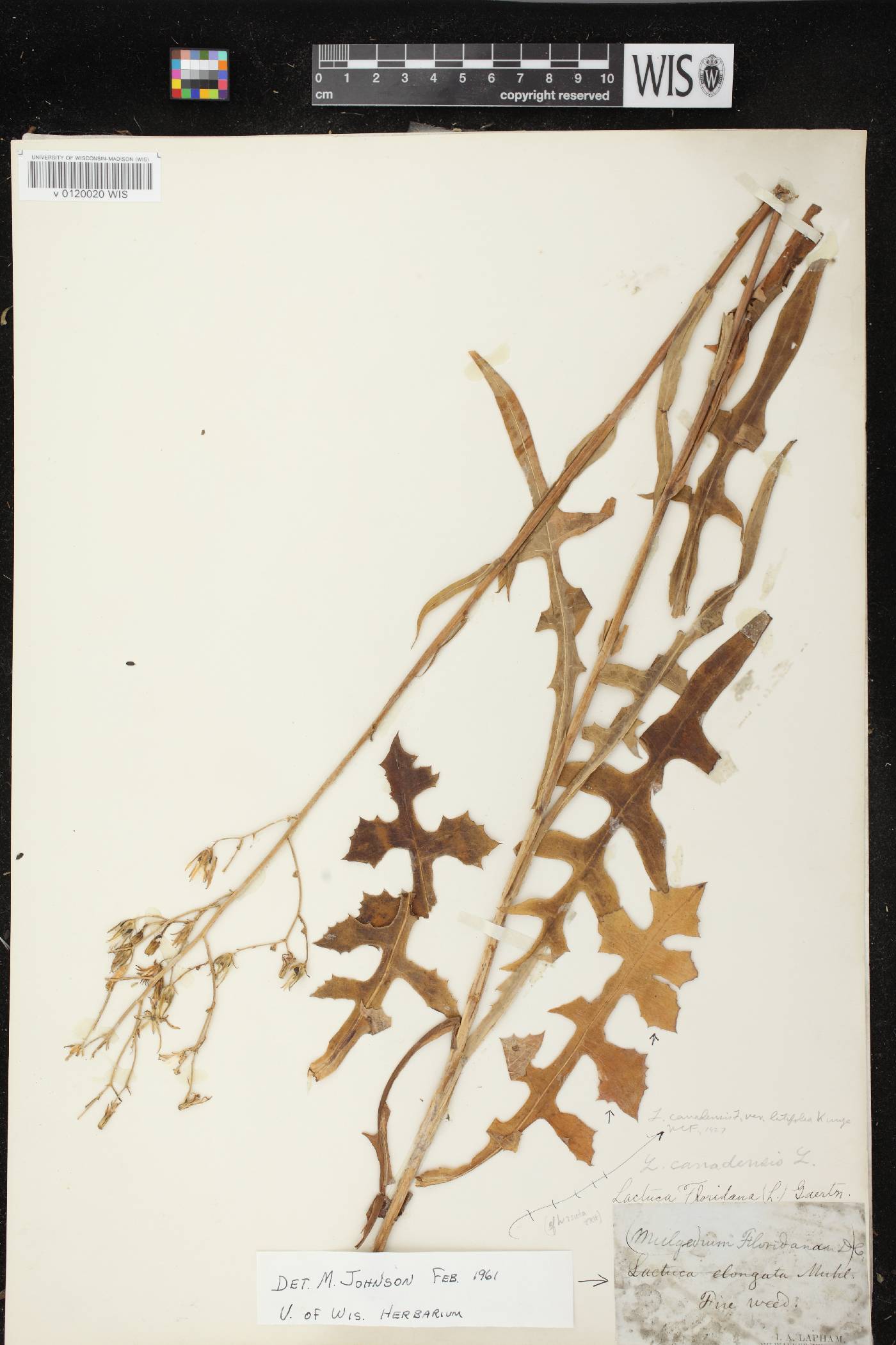 Lactuca canadensis image