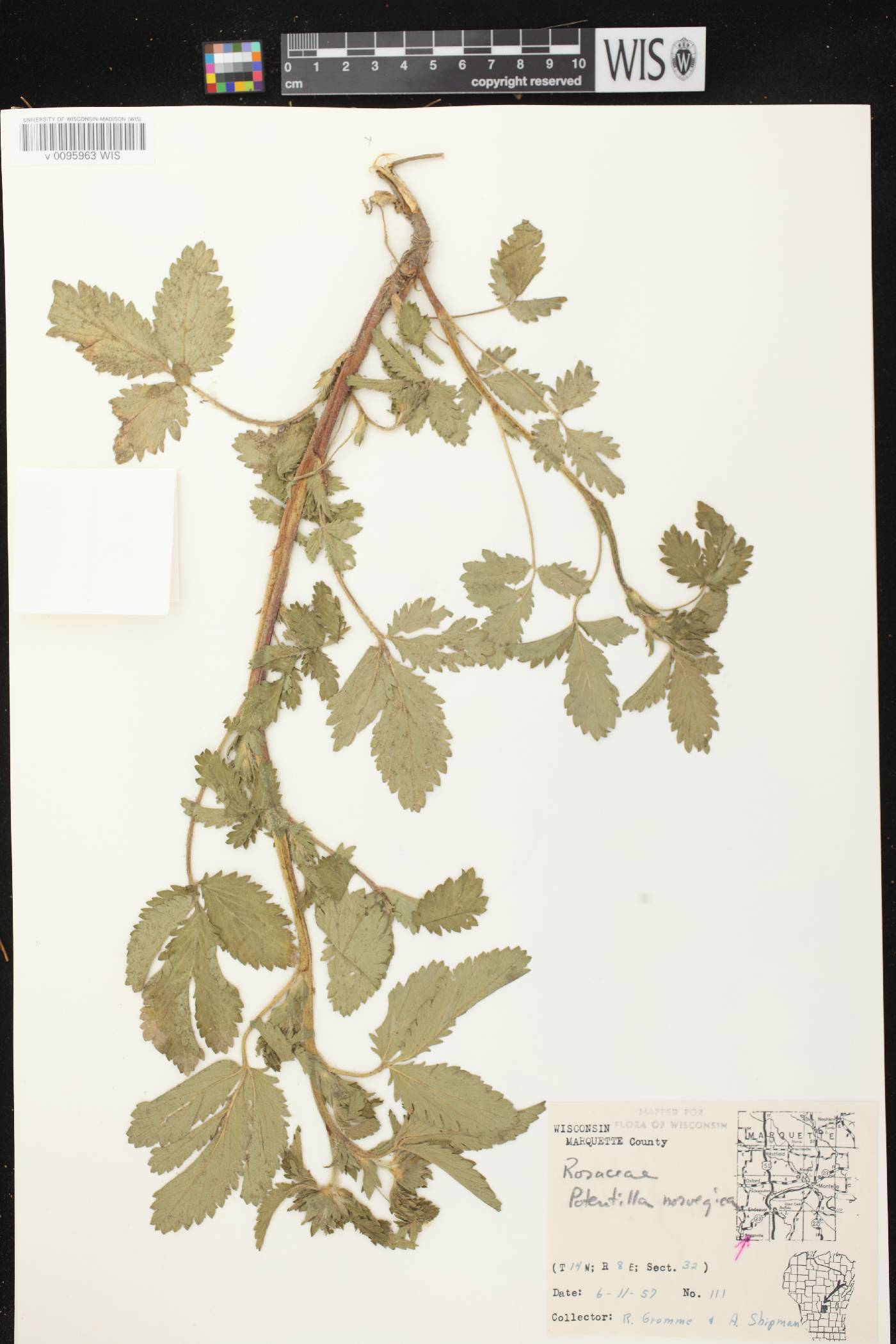 Potentilla norvegica image