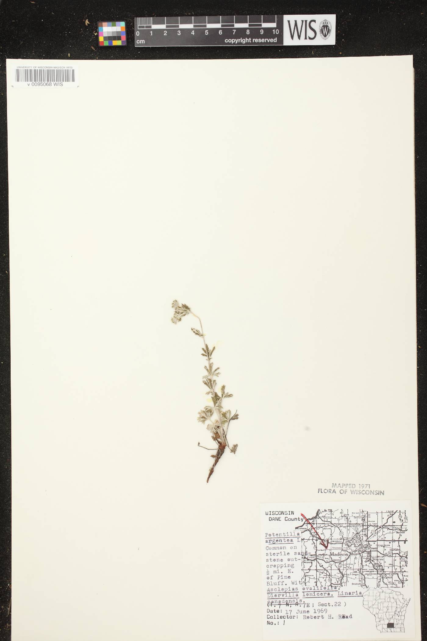 Potentilla argentea image