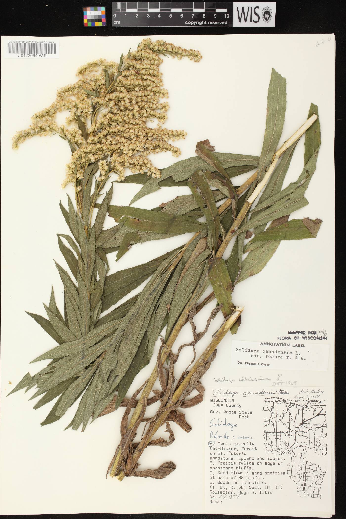 Solidago altissima subsp. altissima image