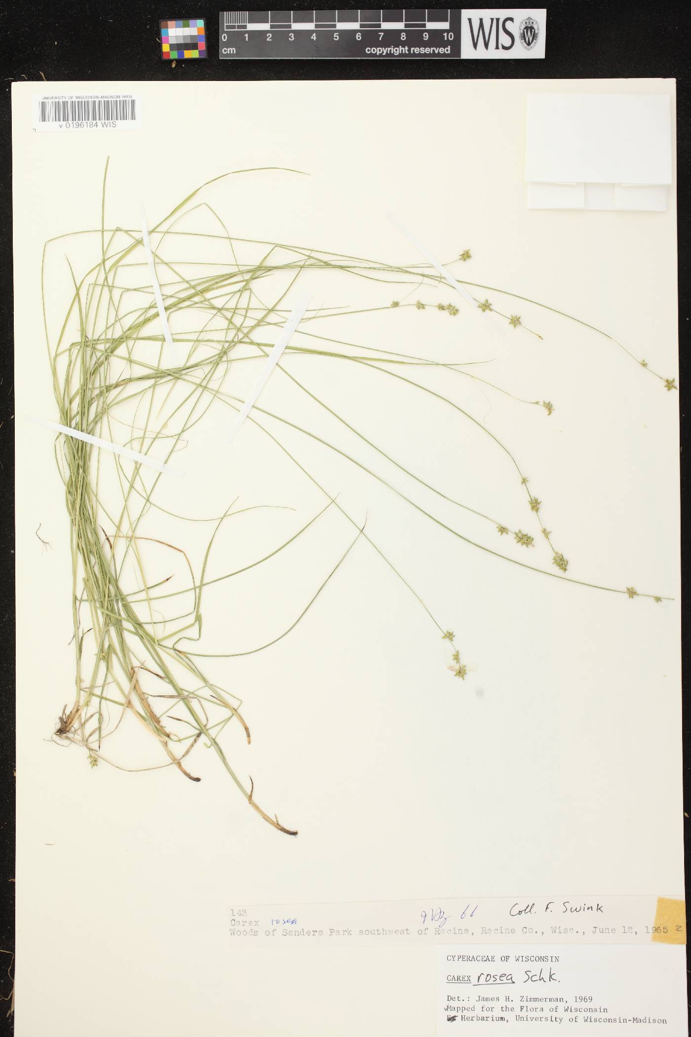 Carex radiata image