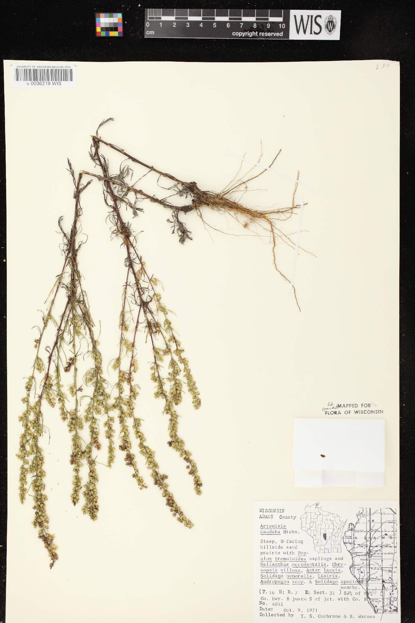 Artemisia campestris image