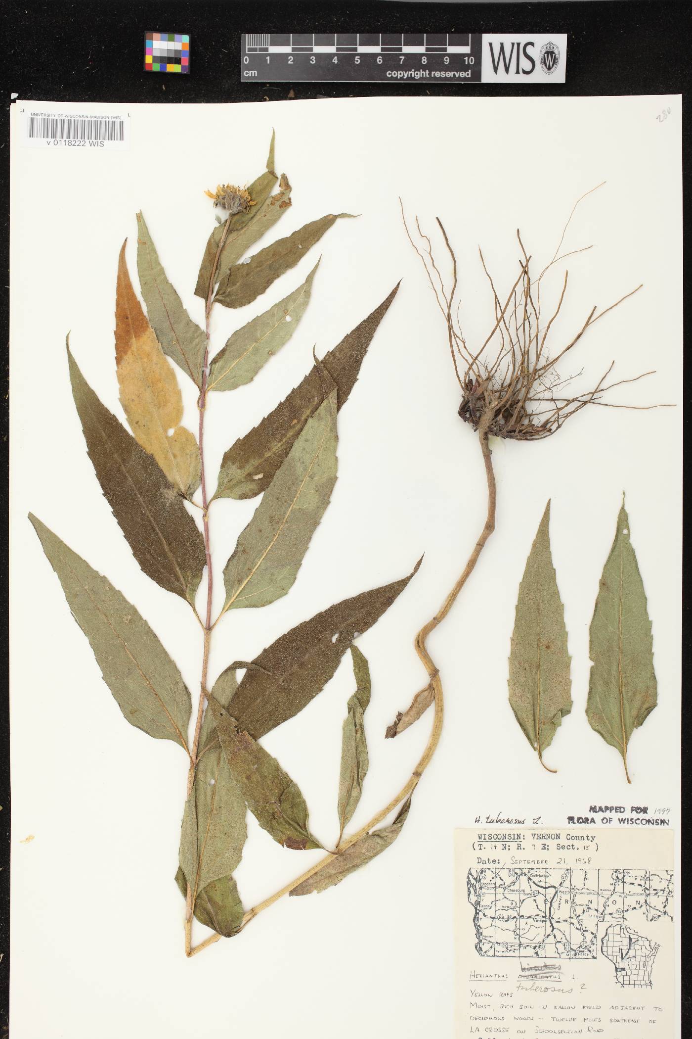 Helianthus tuberosus image