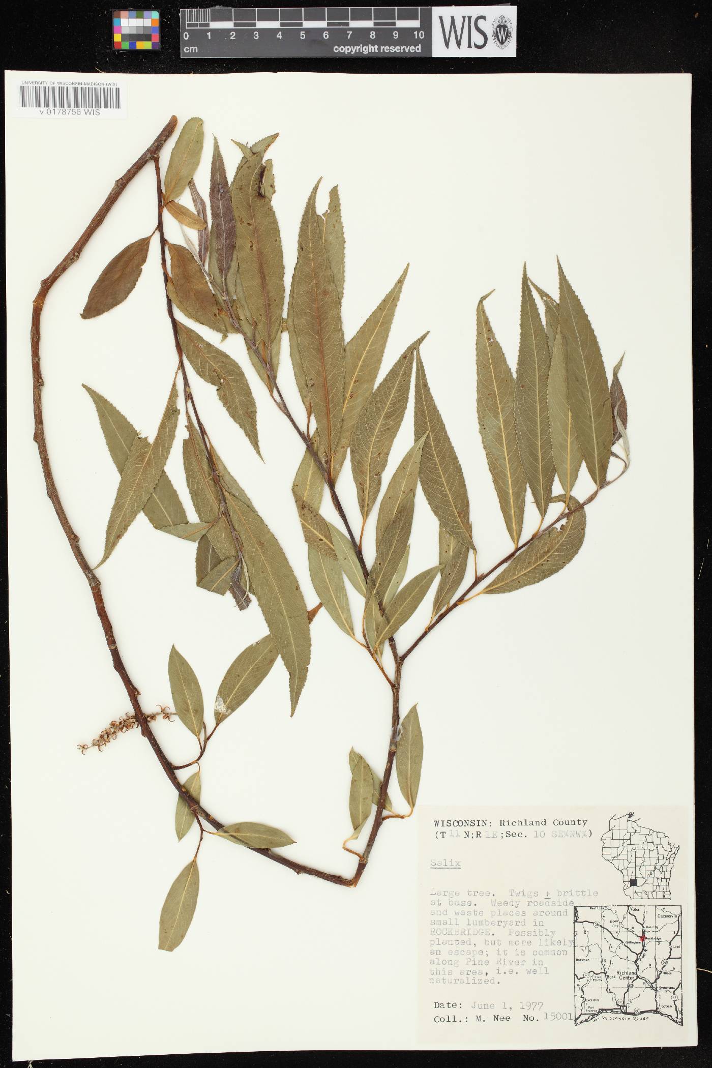 Salix x fragilis image