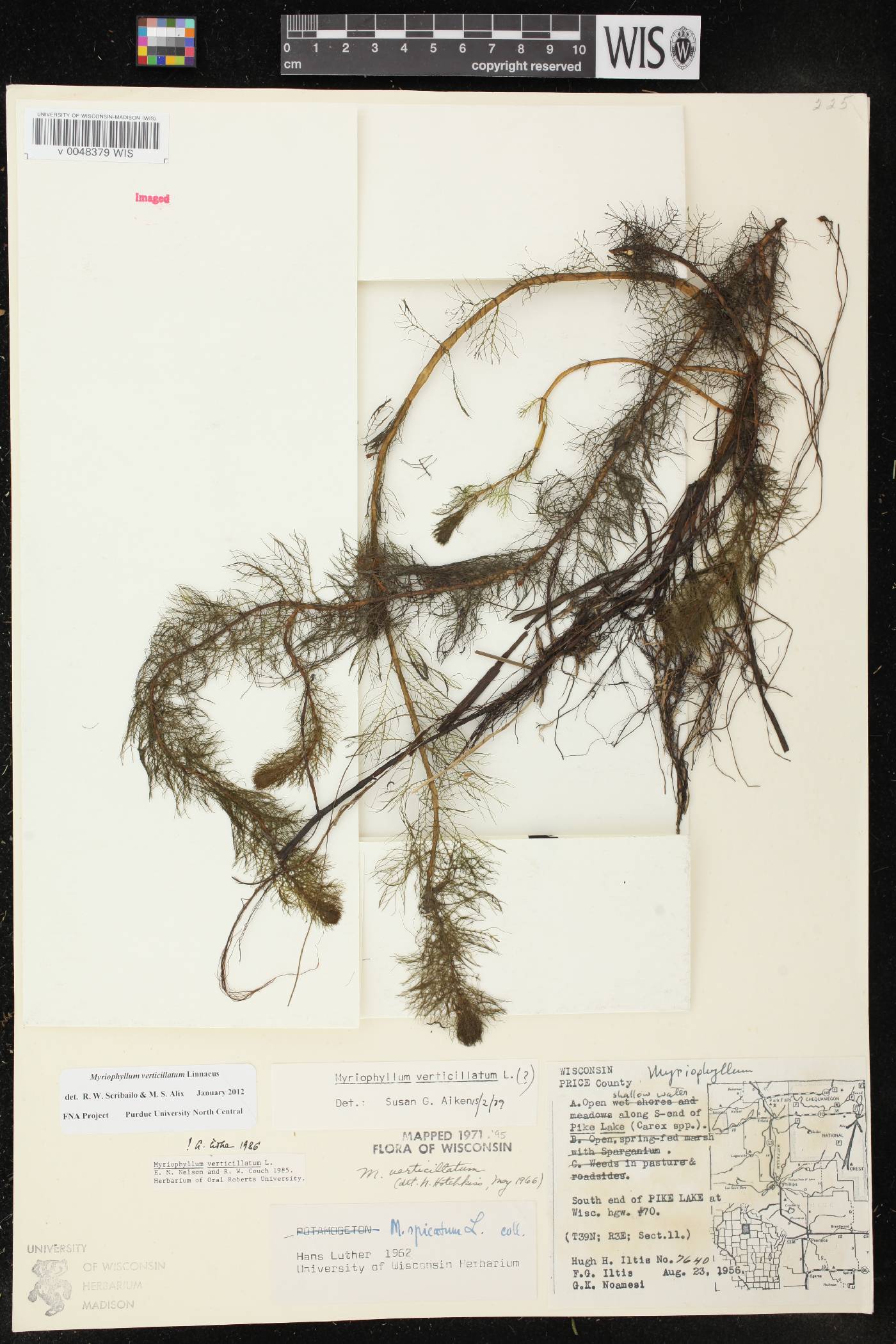 Myriophyllum verticillatum image