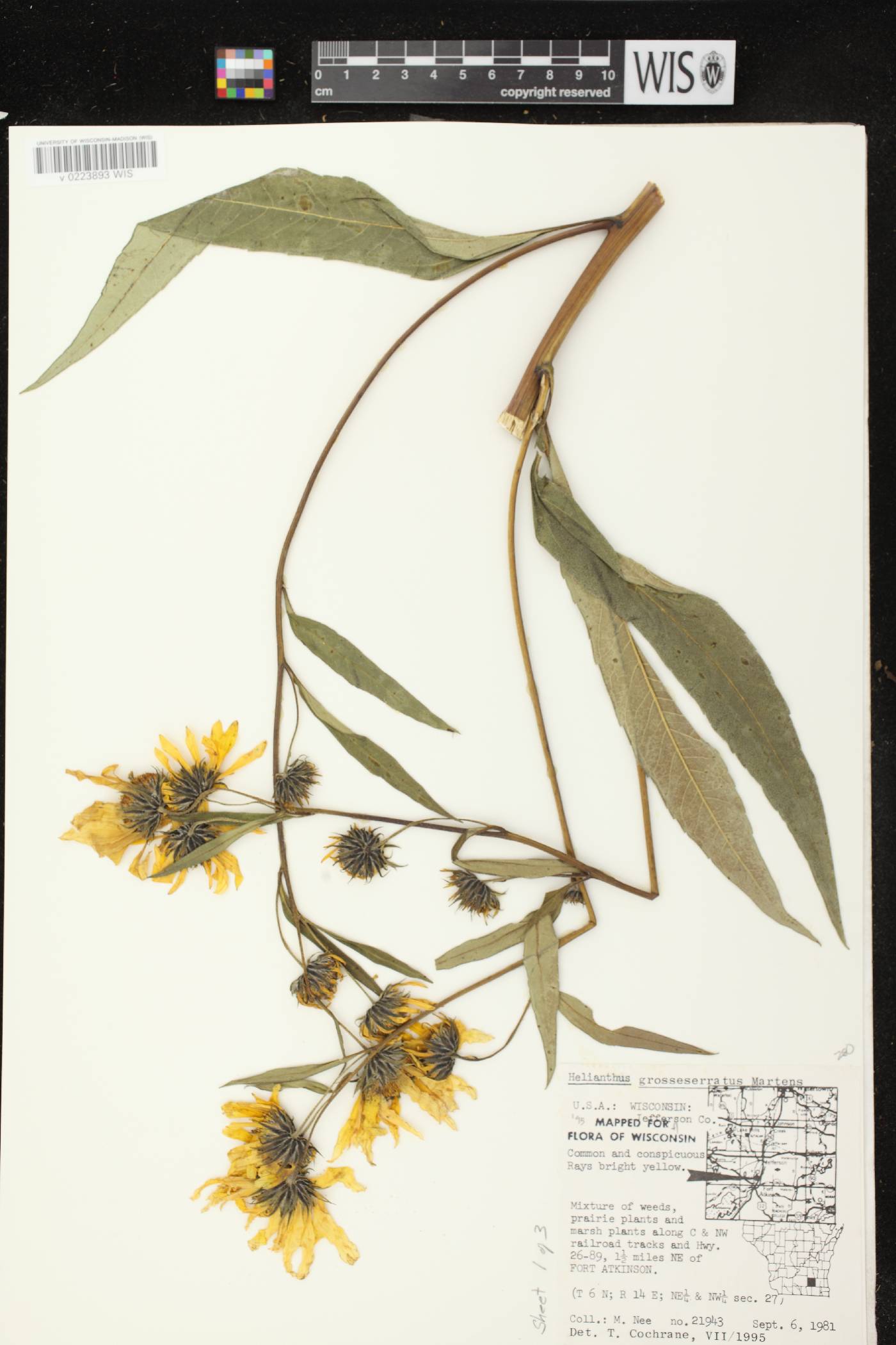 Helianthus grosseserratus image