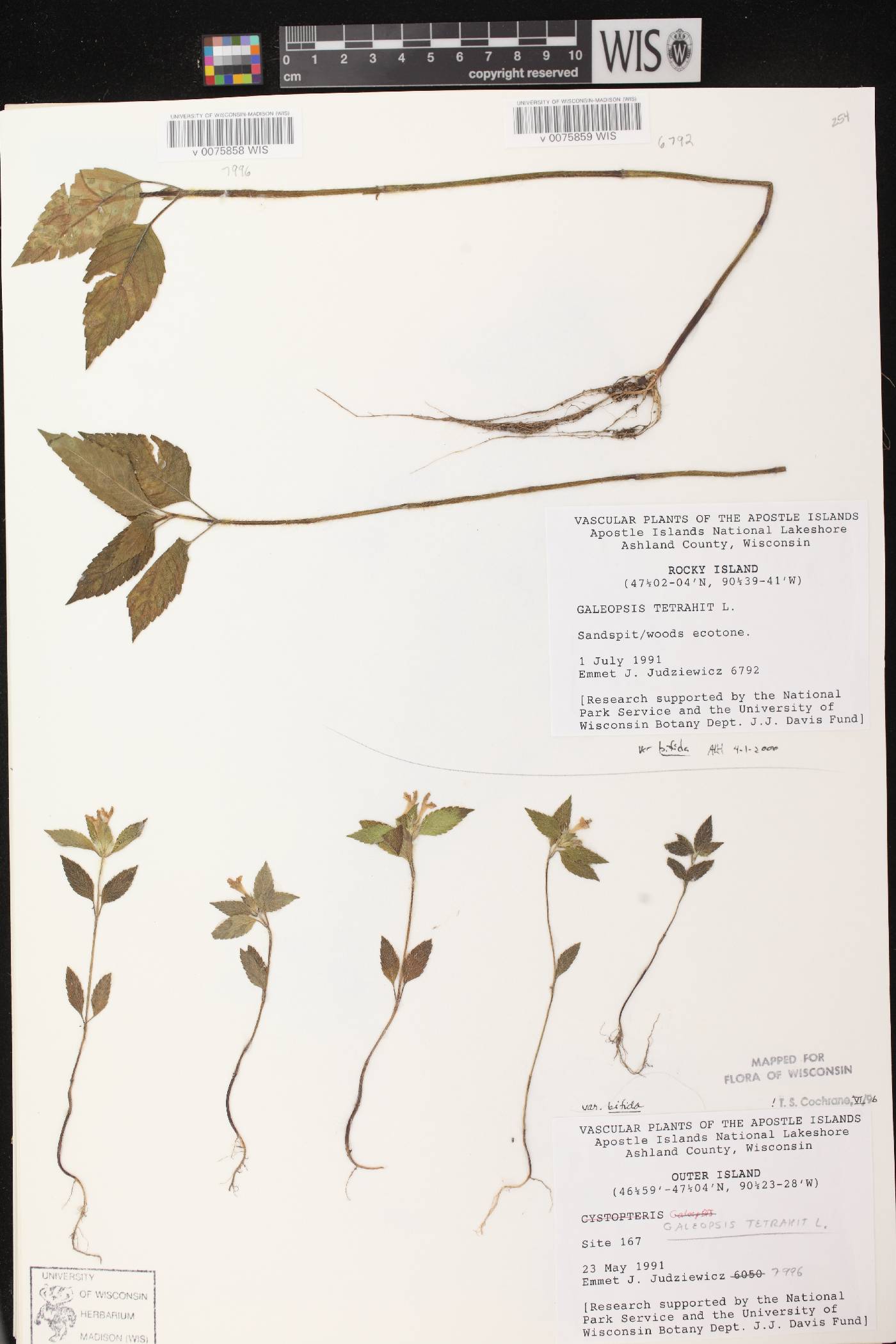 Galeopsis tetrahit image