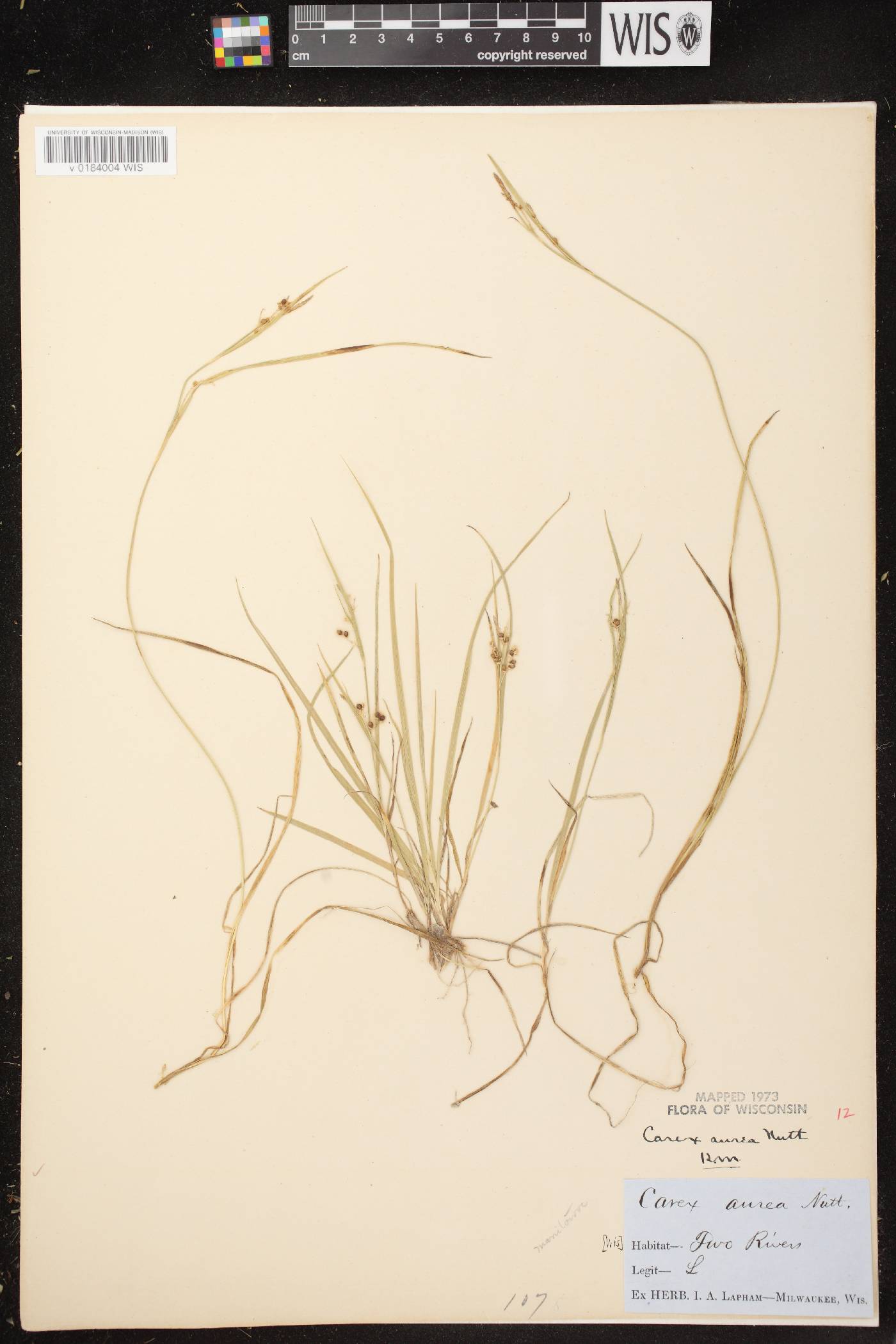 Carex aurea image
