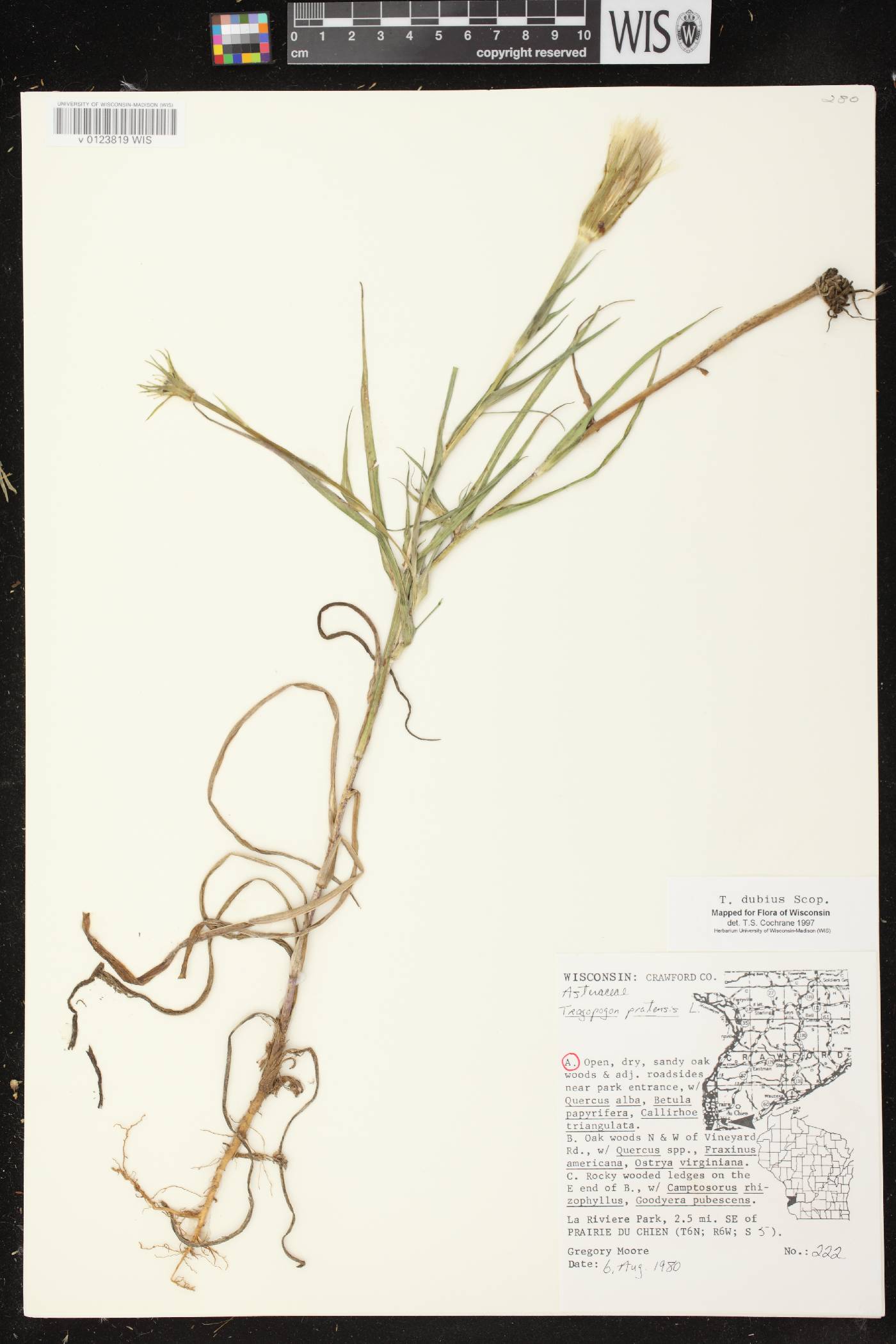 Tragopogon dubius image