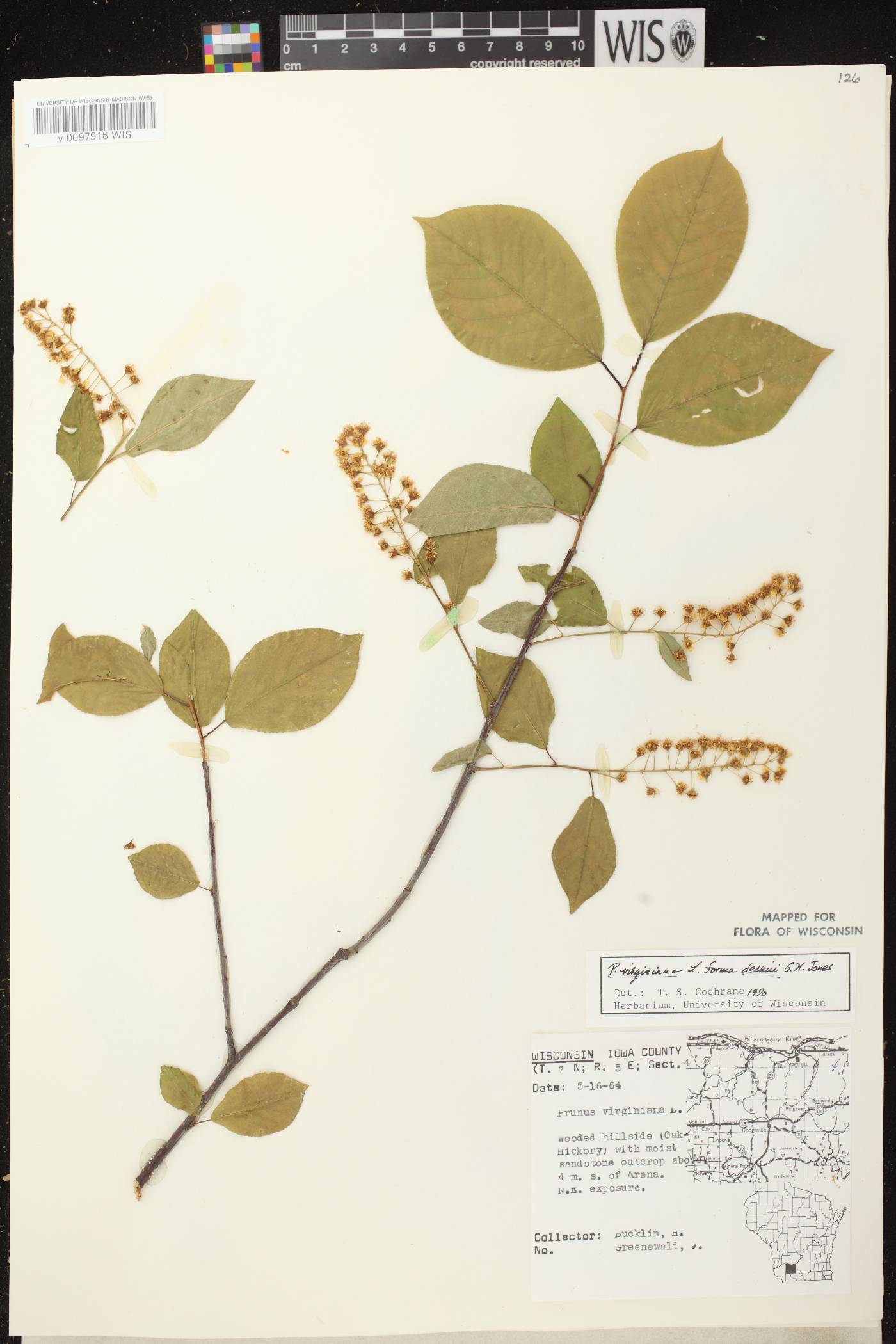 Prunus virginiana image