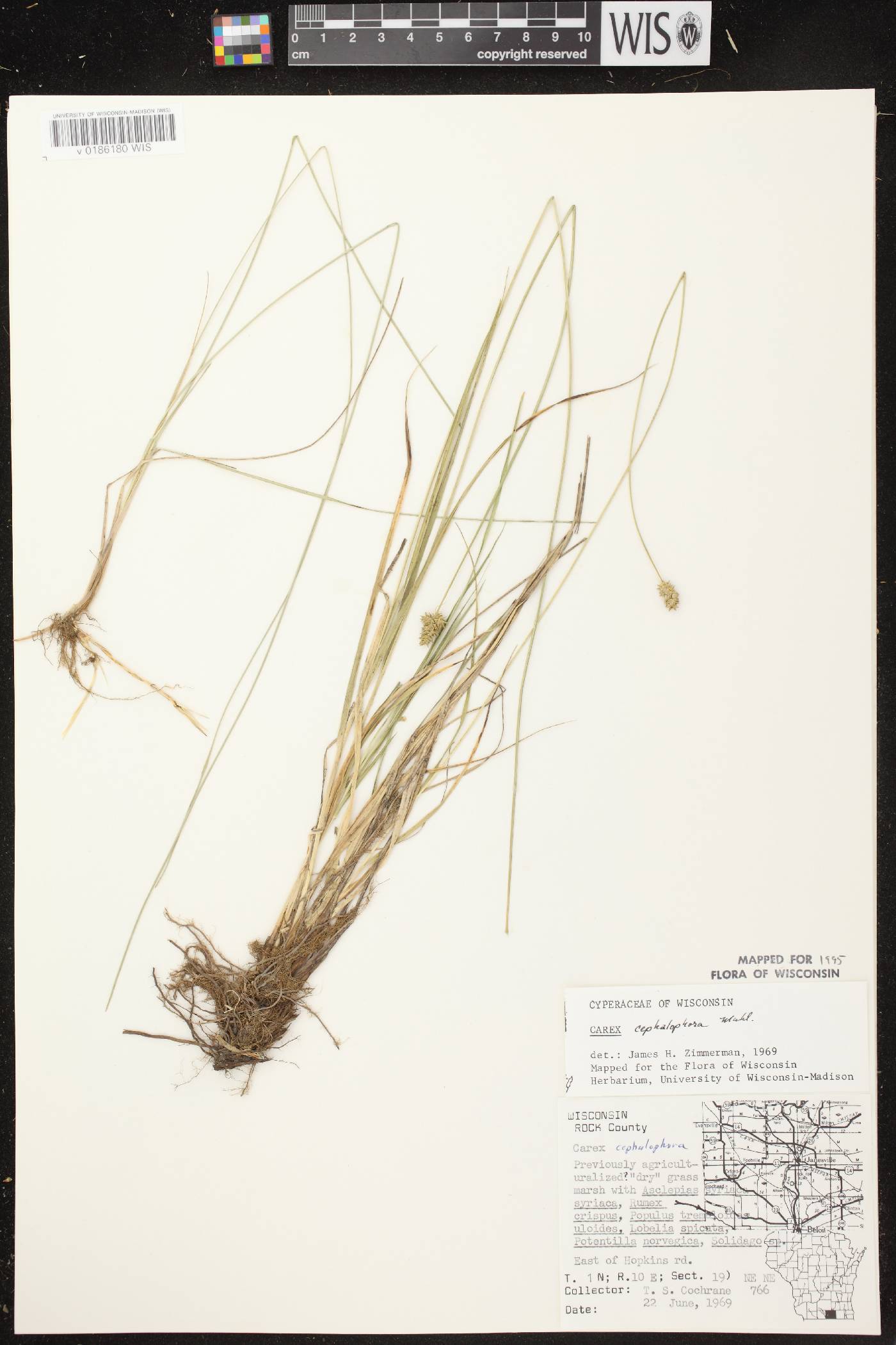Carex cephalophora image