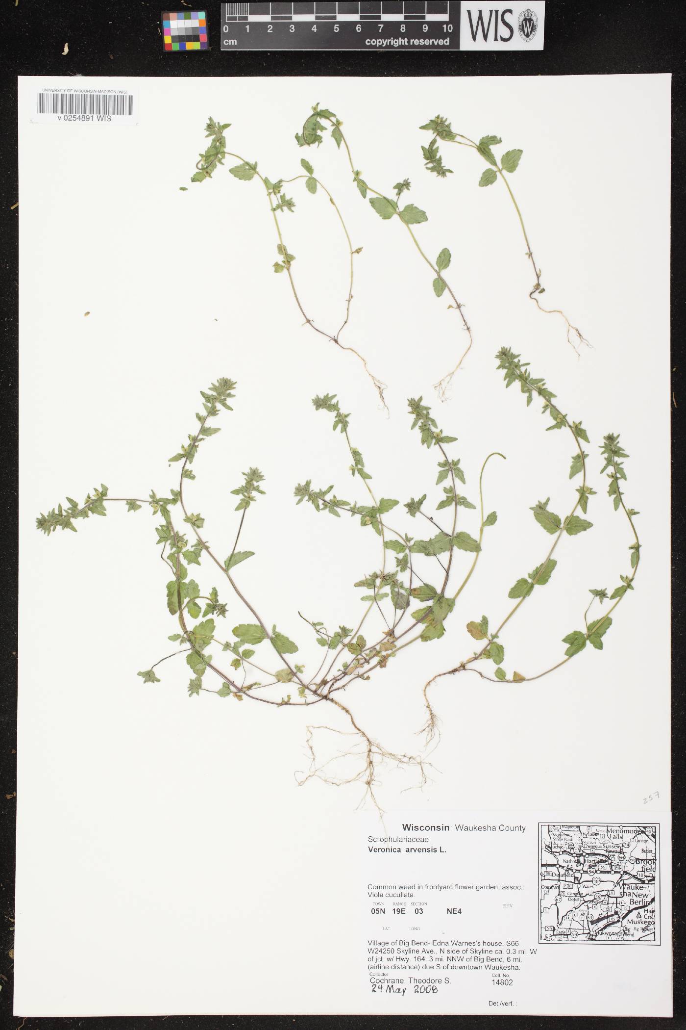 Veronica arvensis image