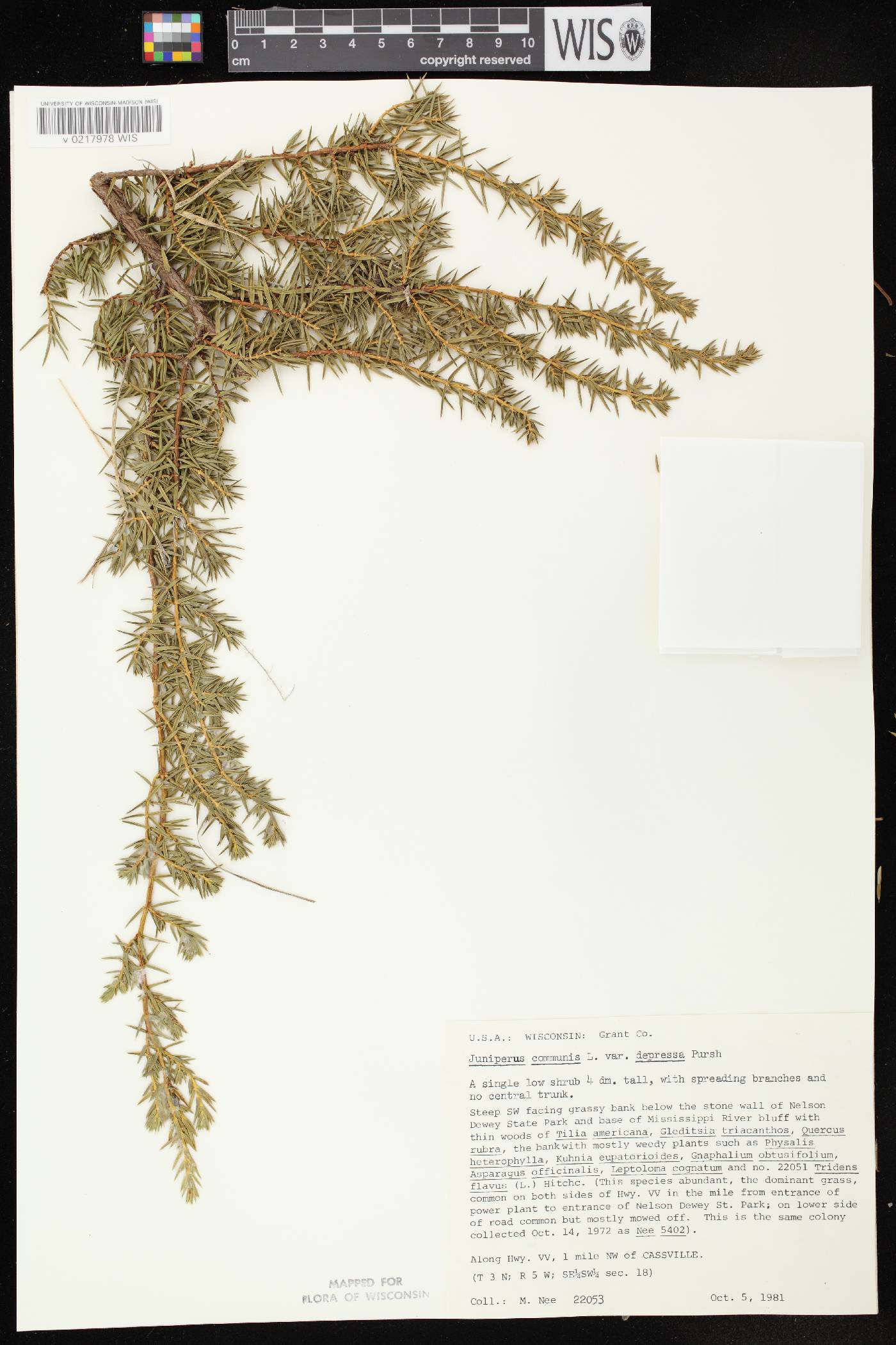 Juniperus communis image