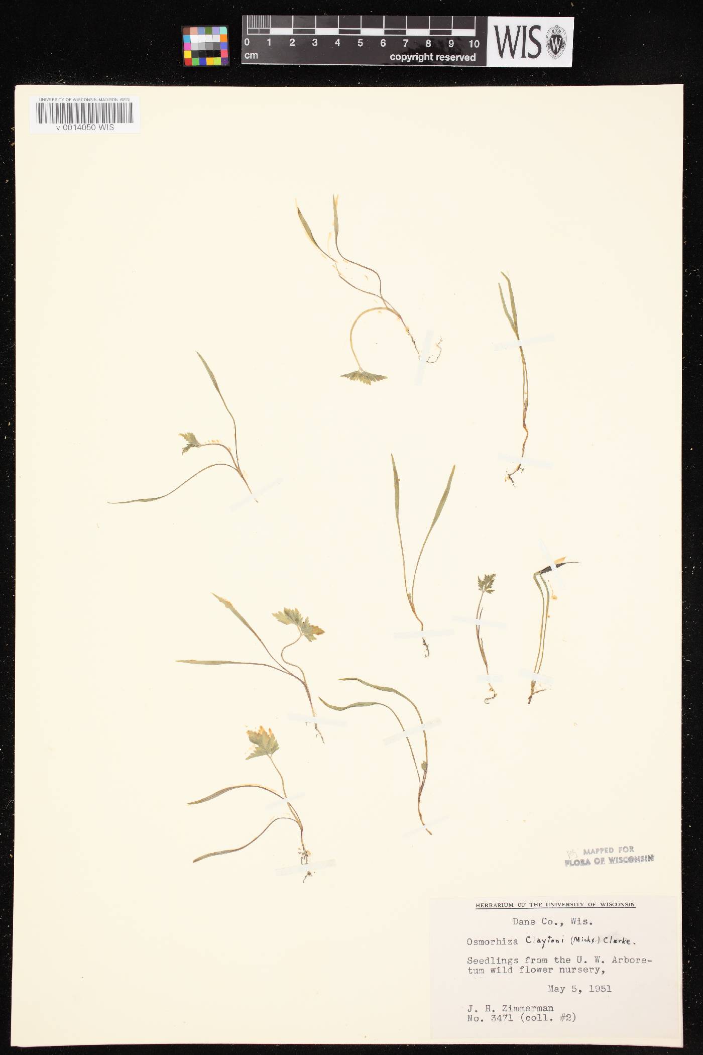 Osmorhiza claytonii image