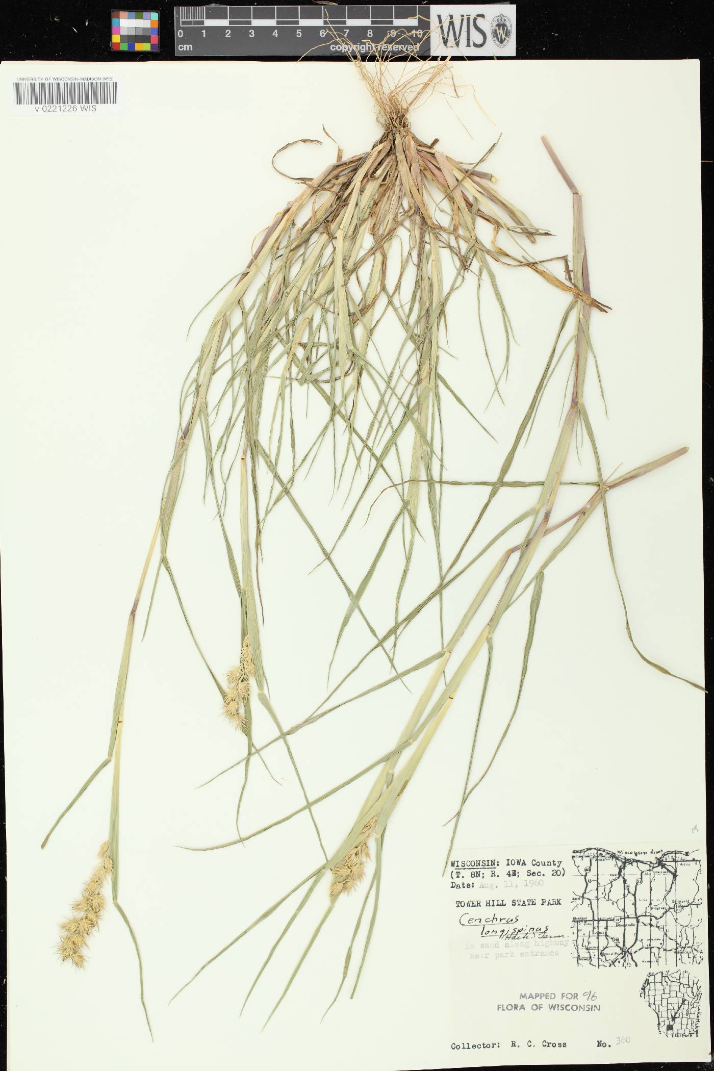 Cenchrus longispinus image