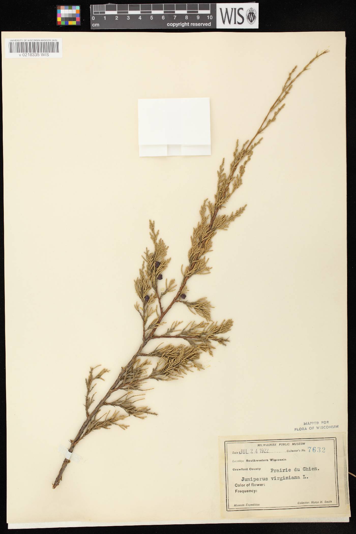 Juniperus virginiana var. virginiana image