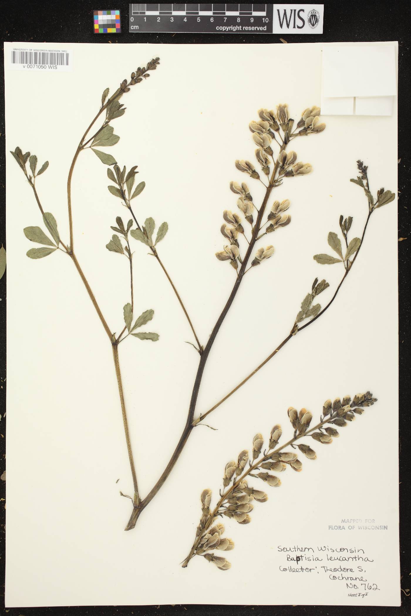 Baptisia lactea image