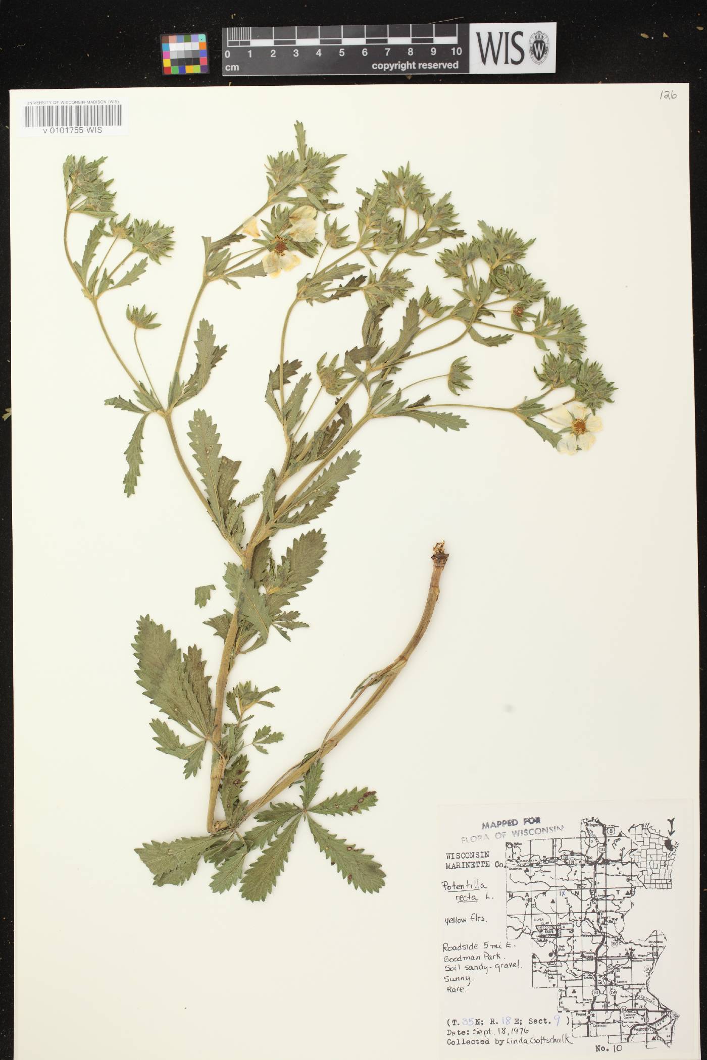 Potentilla recta image