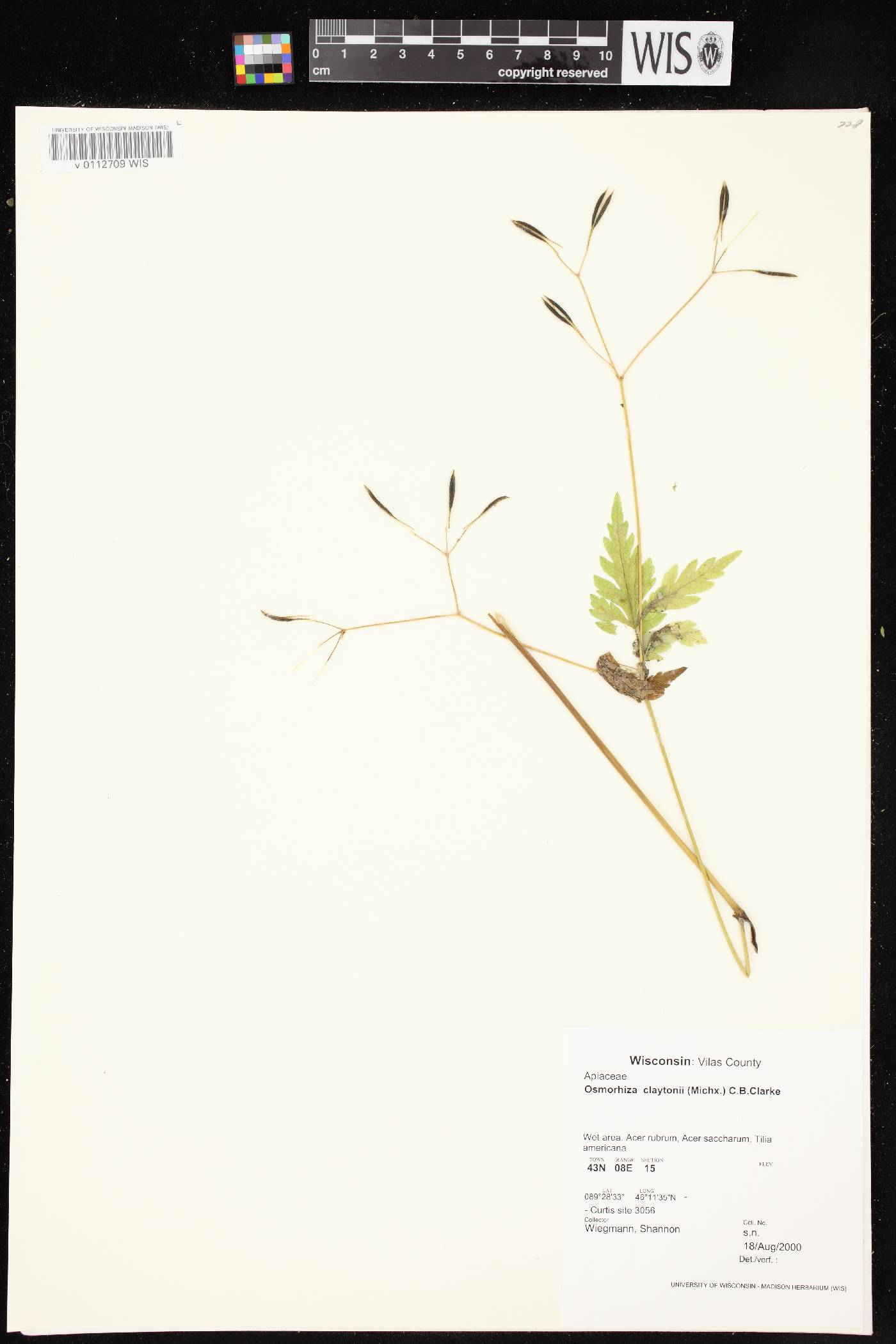 Osmorhiza claytonii image