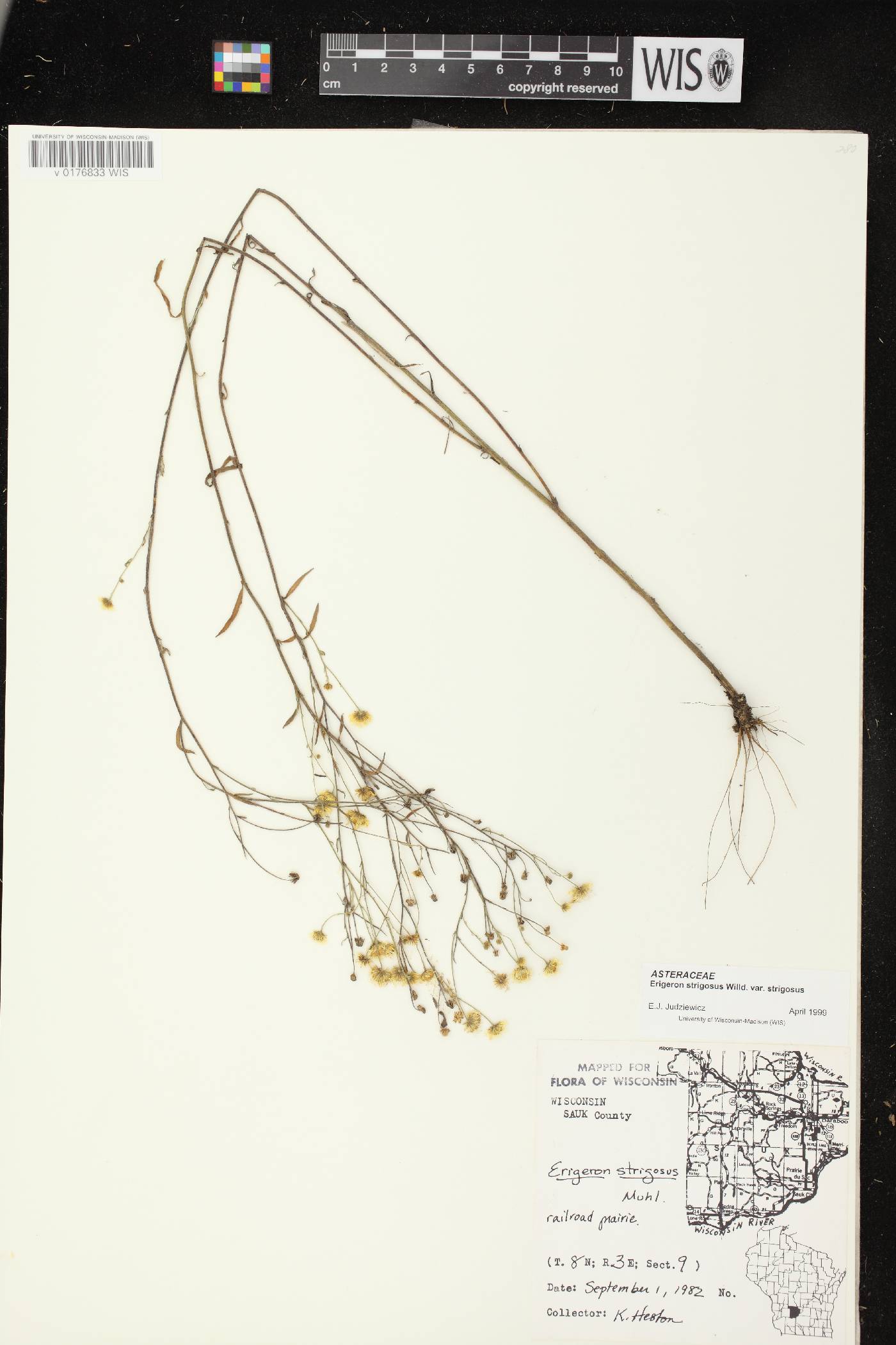 Erigeron strigosus image