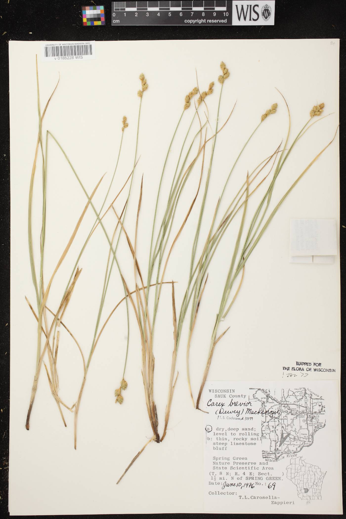 Carex brevior image