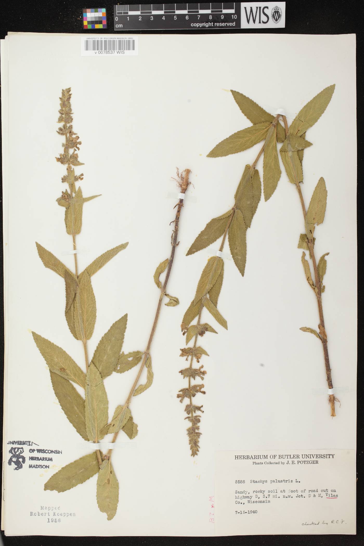 Stachys palustris image