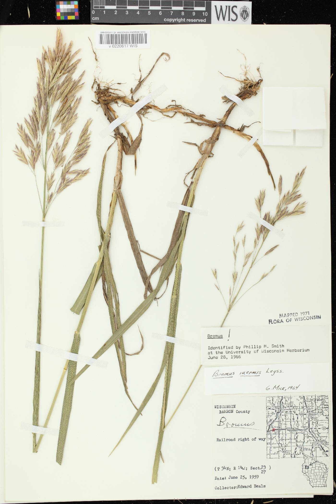 Bromus inermis image