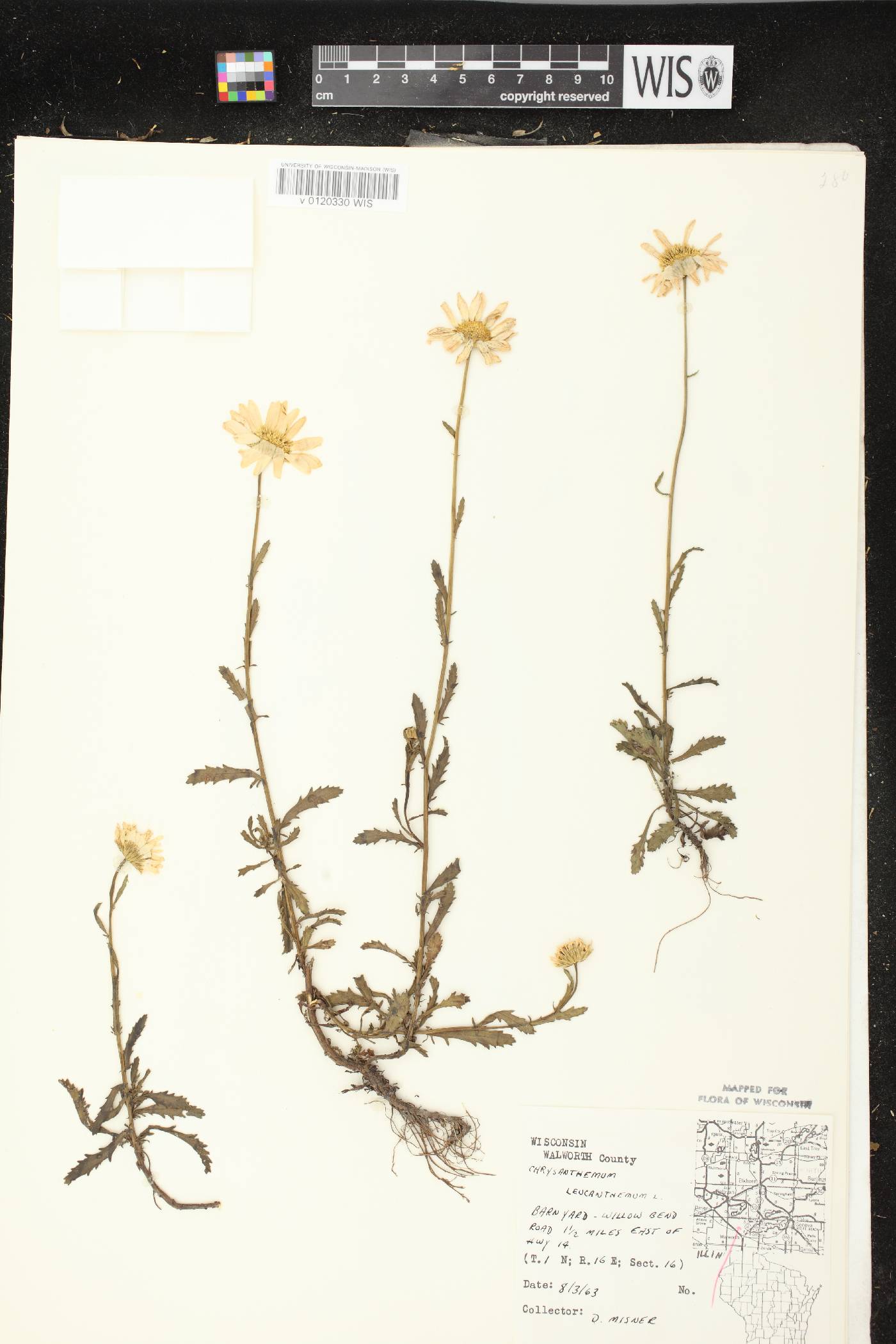 Leucanthemum vulgare image