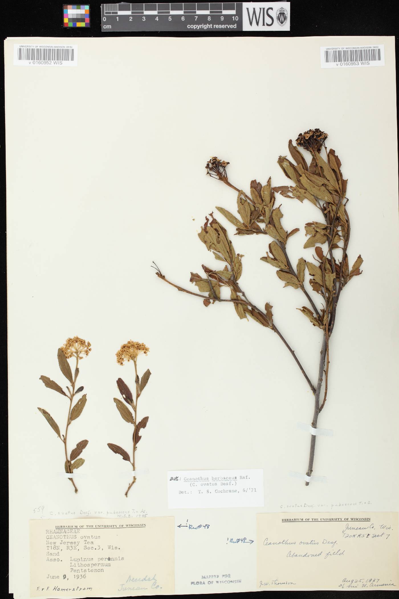 Ceanothus herbaceus image