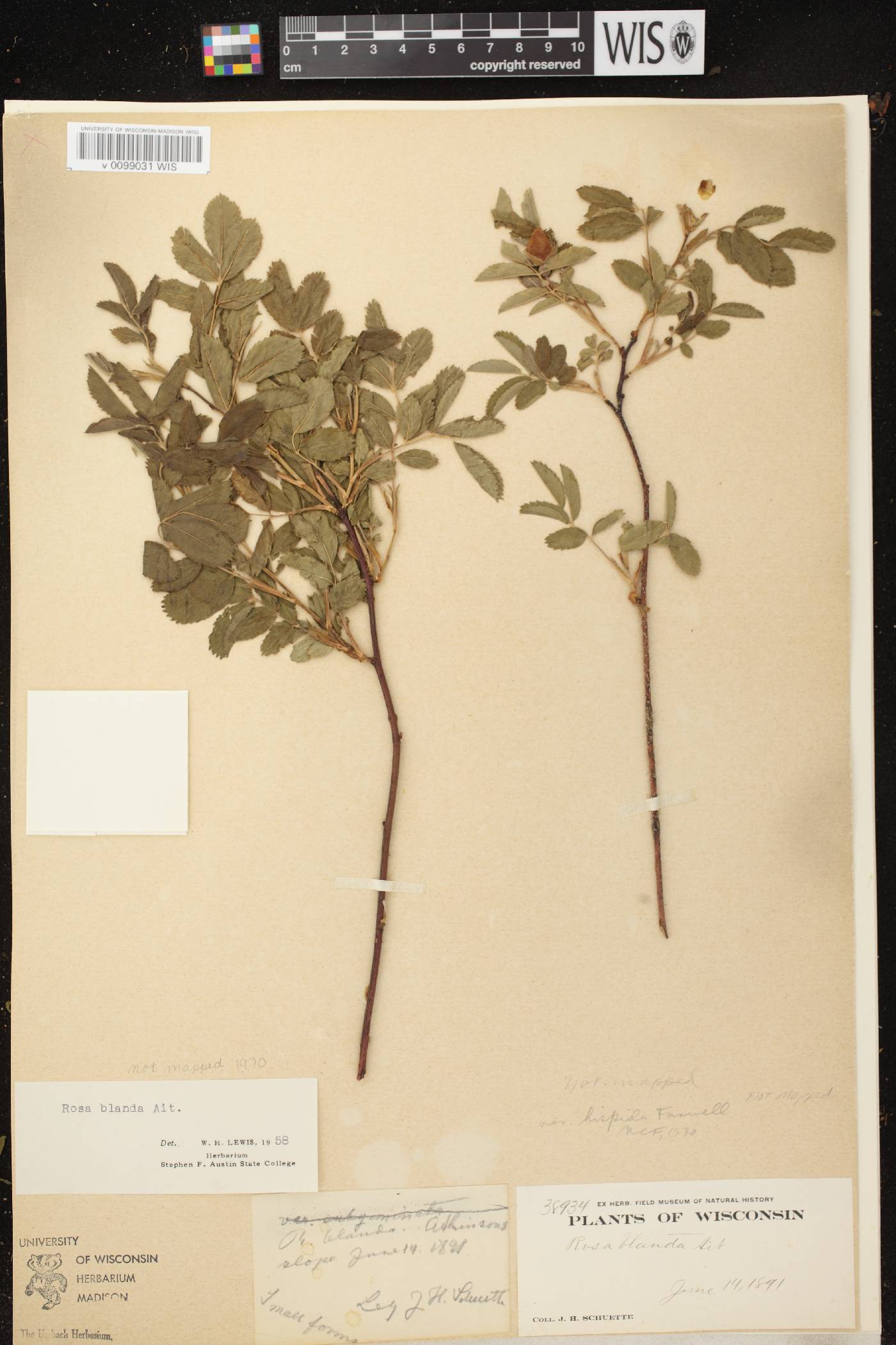 Rosa blanda image