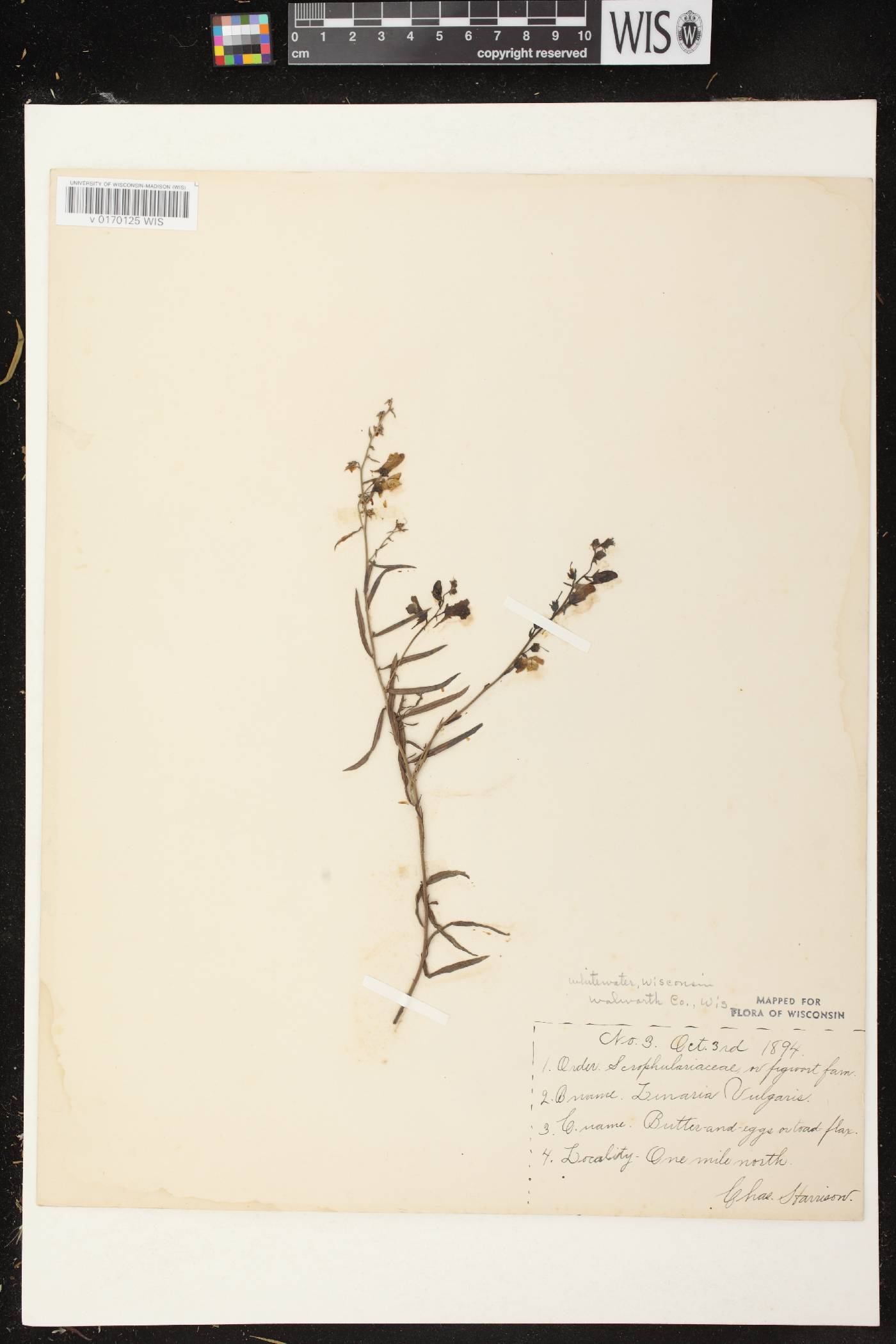 Linaria vulgaris image