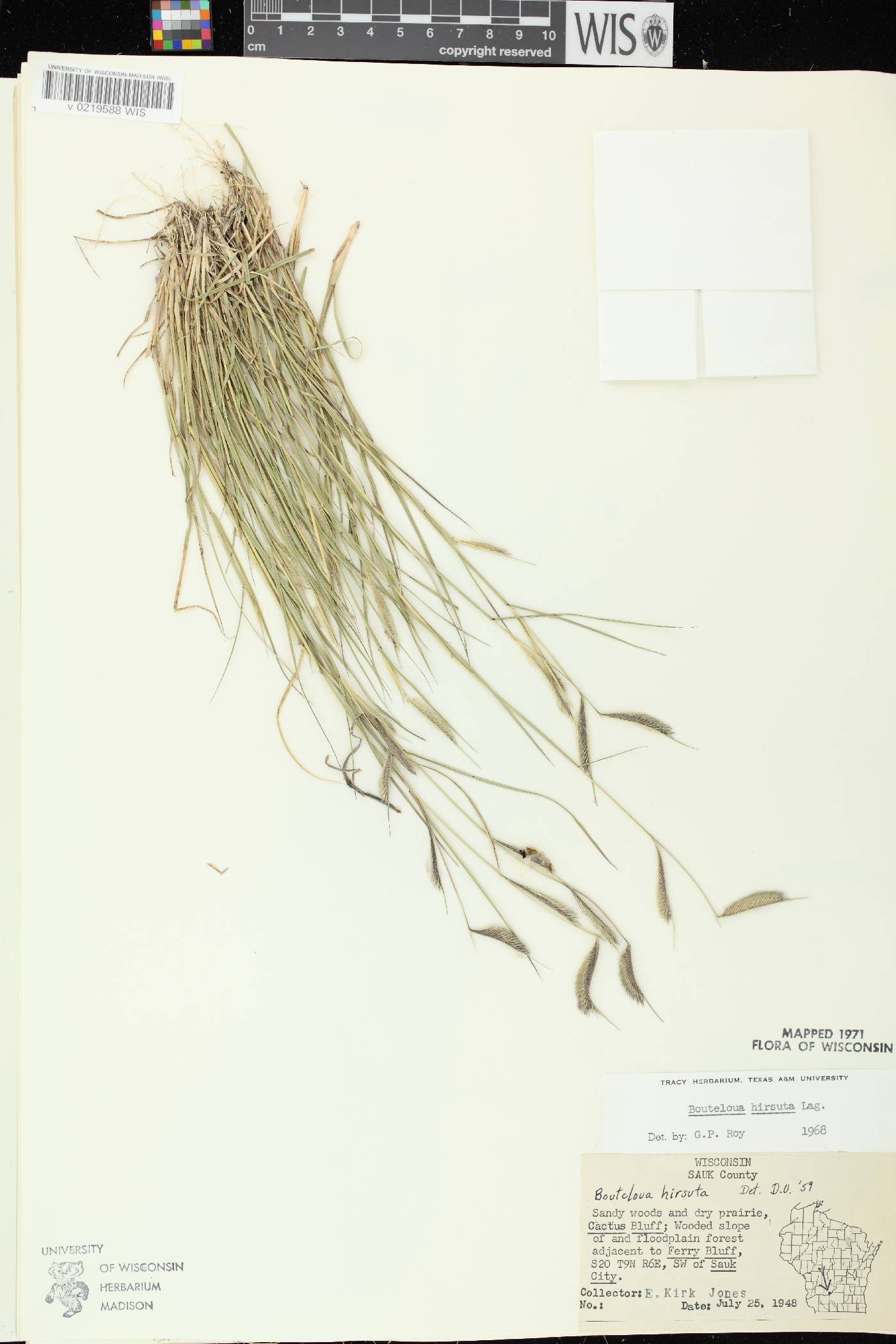 Bouteloua hirsuta subsp. hirsuta image