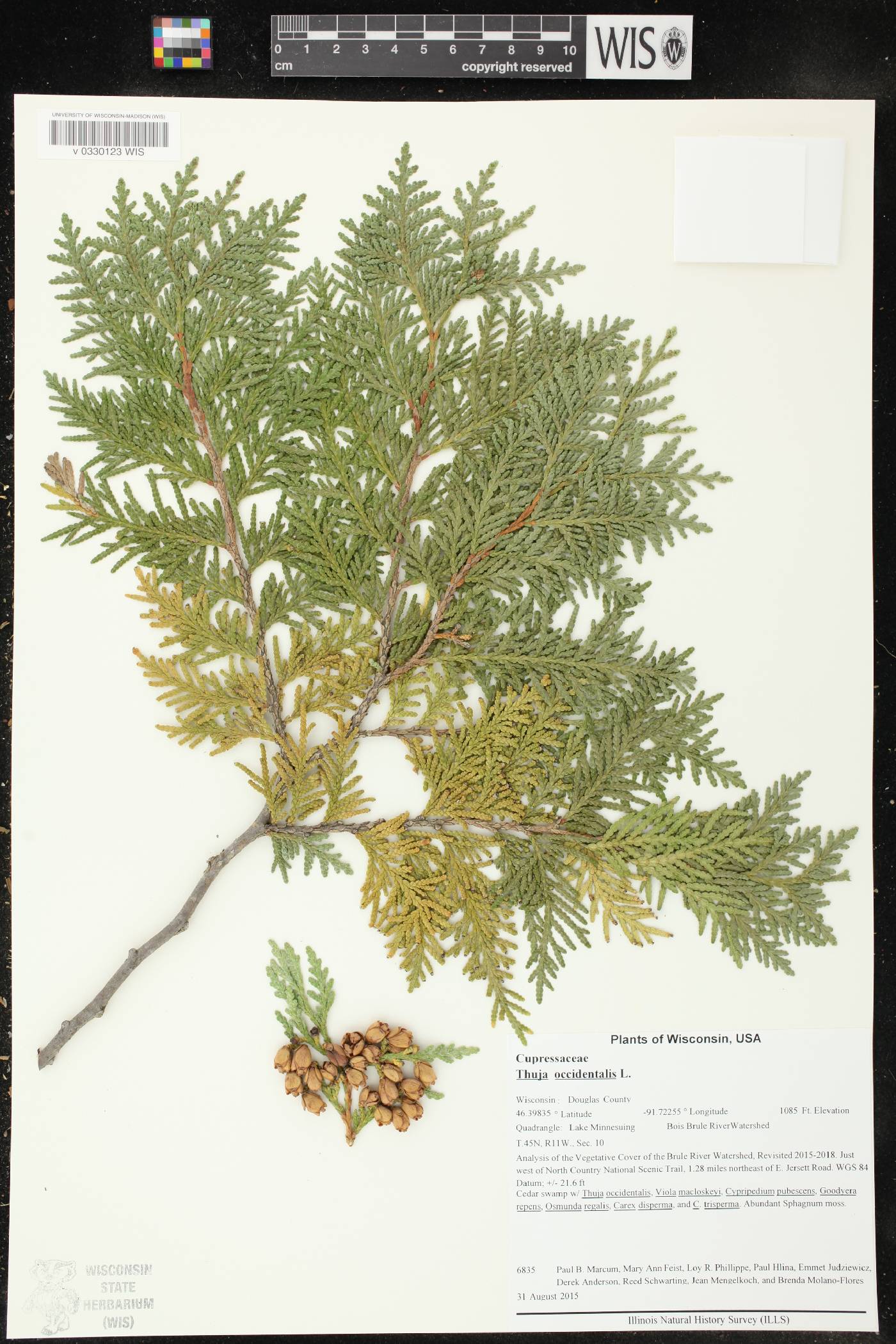Thuja occidentalis image