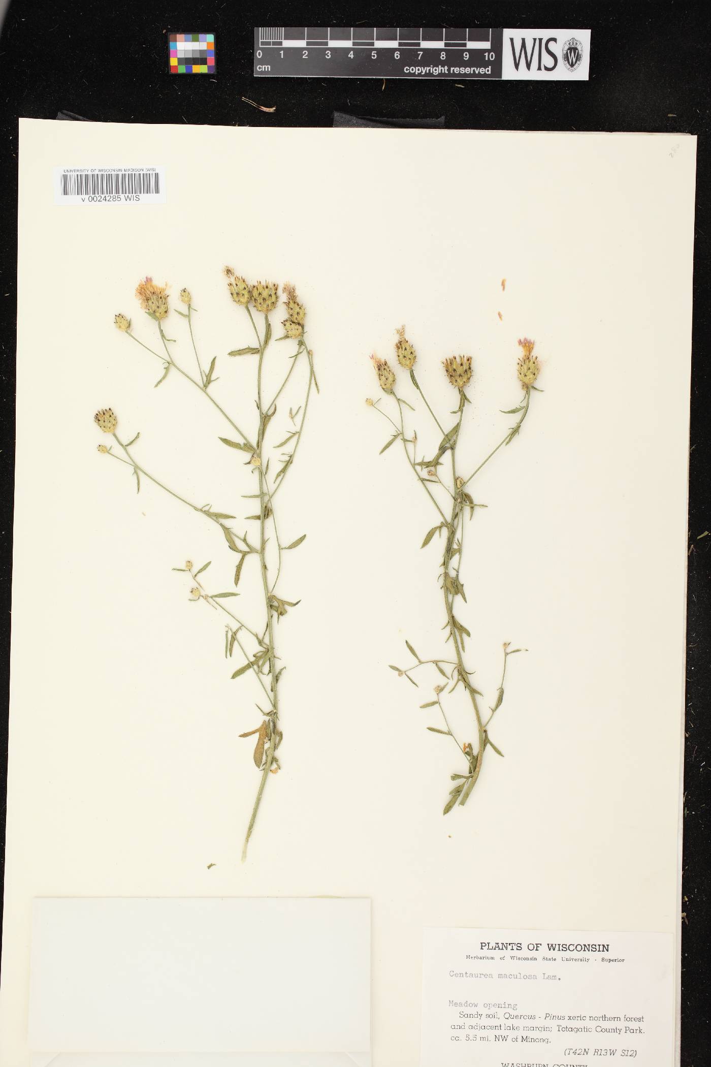 Centaurea stoebe subsp. micranthos image