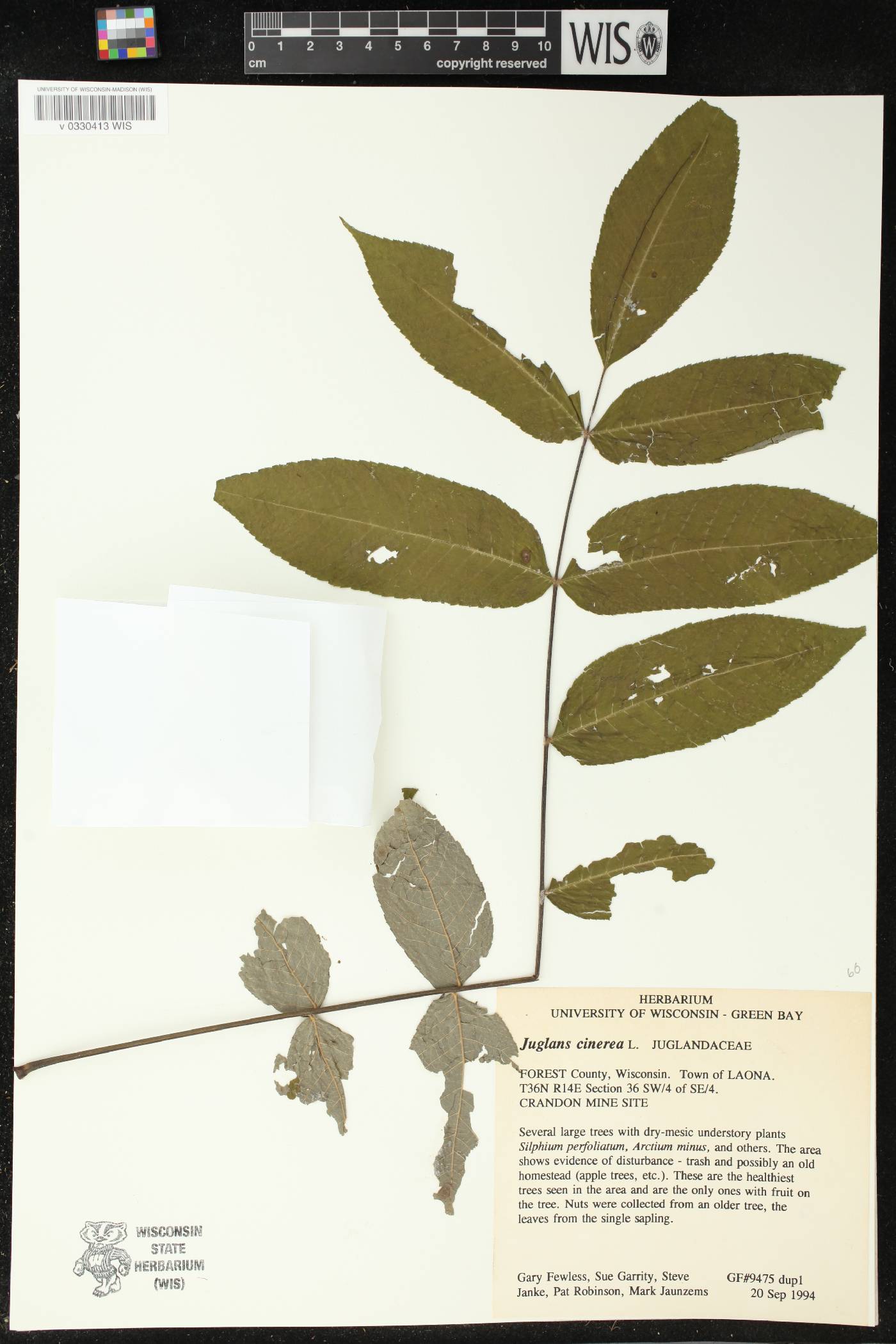 Juglans cinerea image