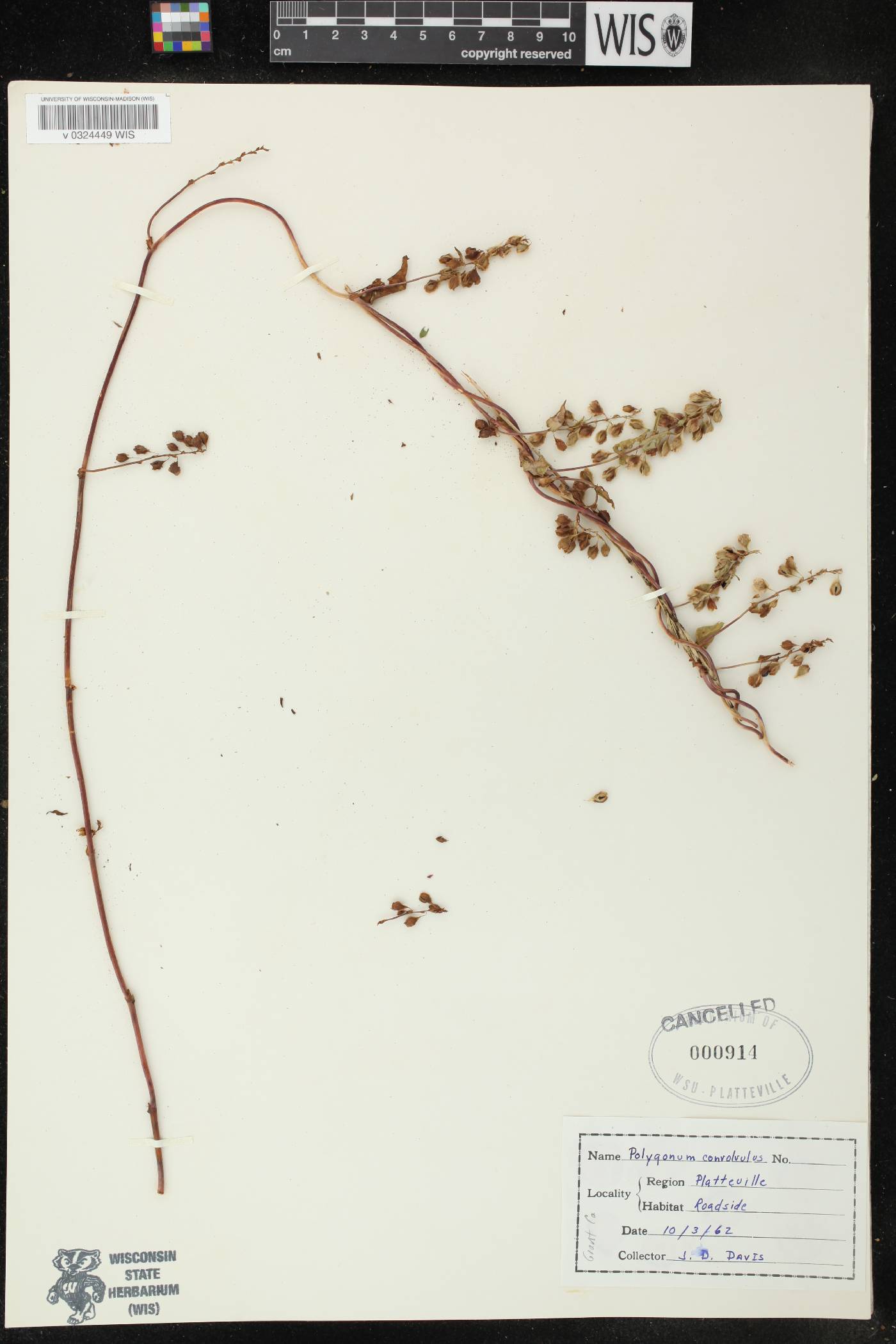 Fallopia convolvulus image