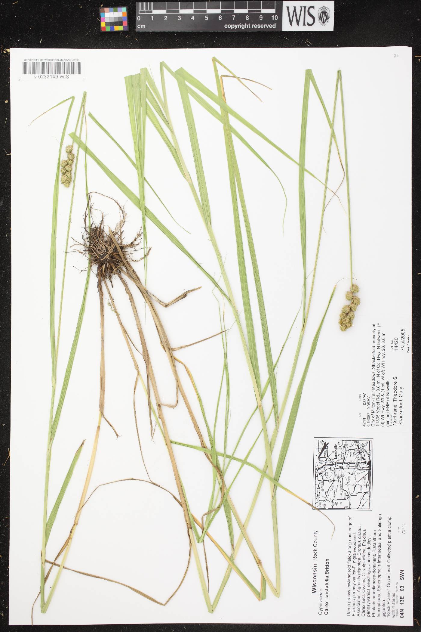 Carex cristatella image