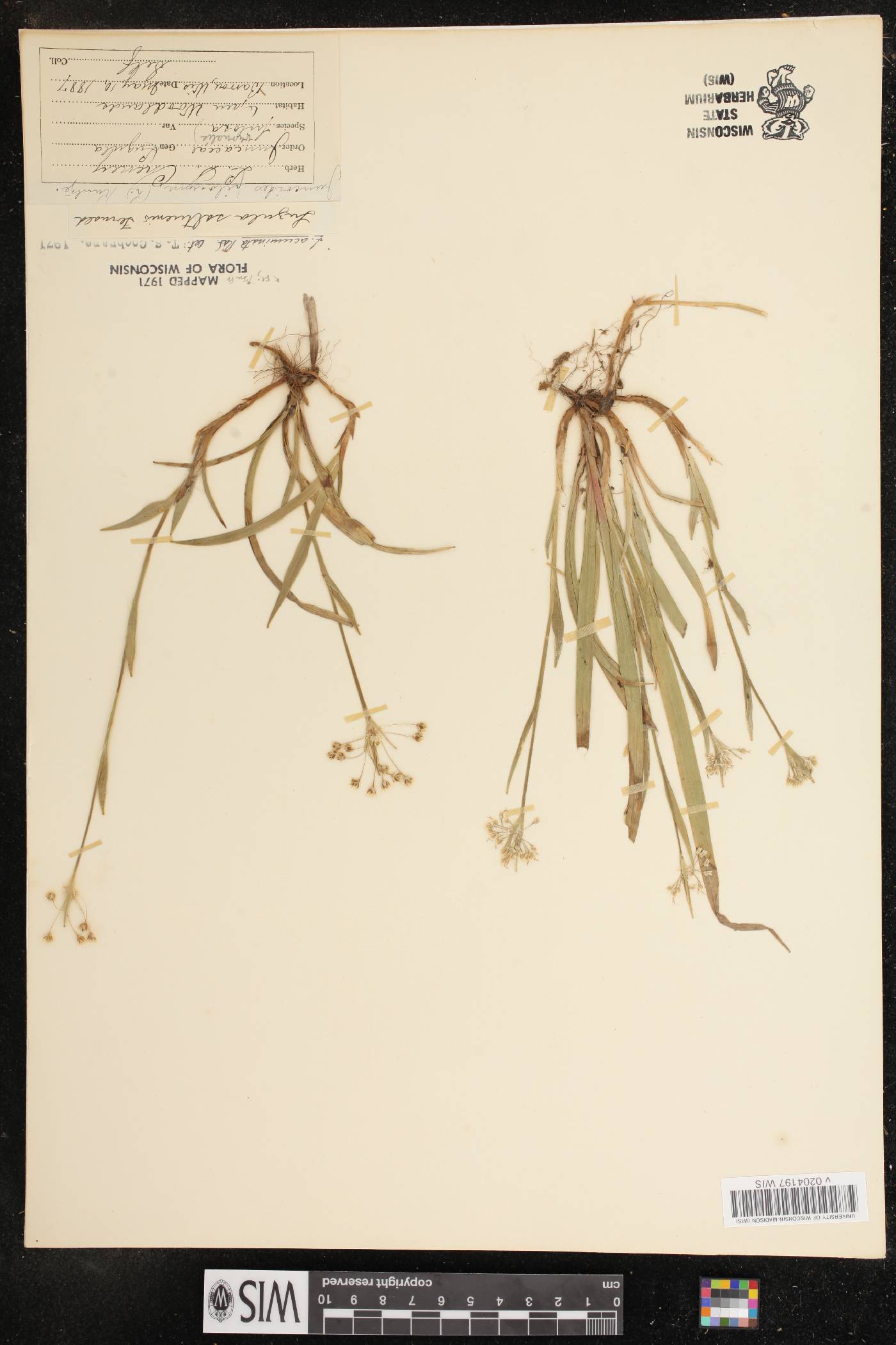 Luzula acuminata image