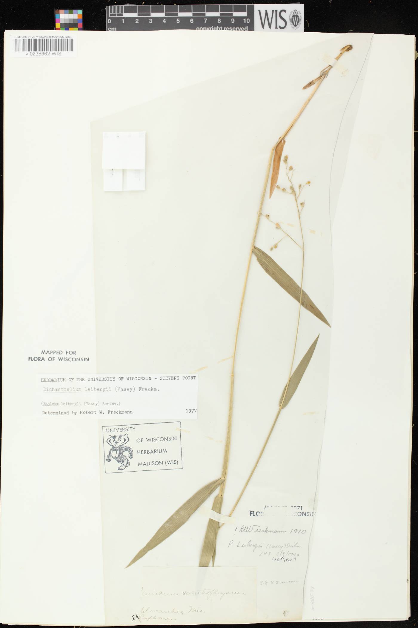 Dichanthelium leibergii image