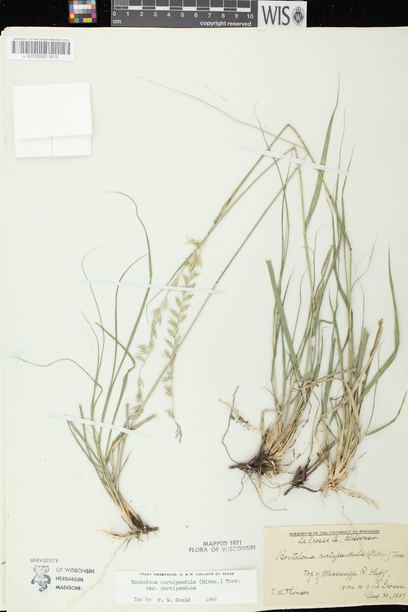 Bouteloua curtipendula image