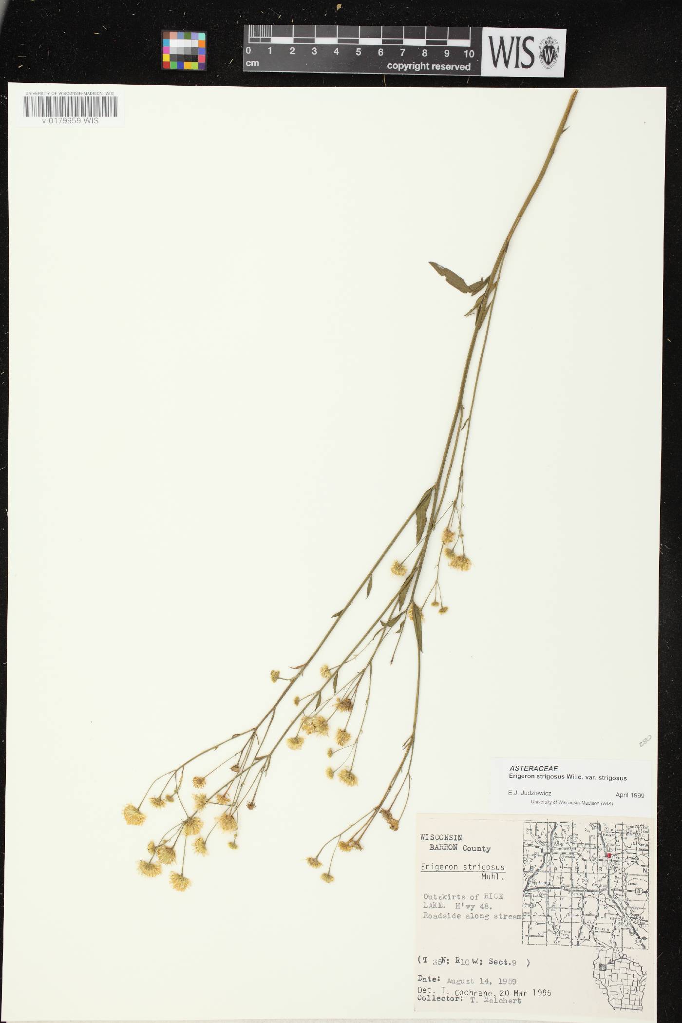 Erigeron strigosus image