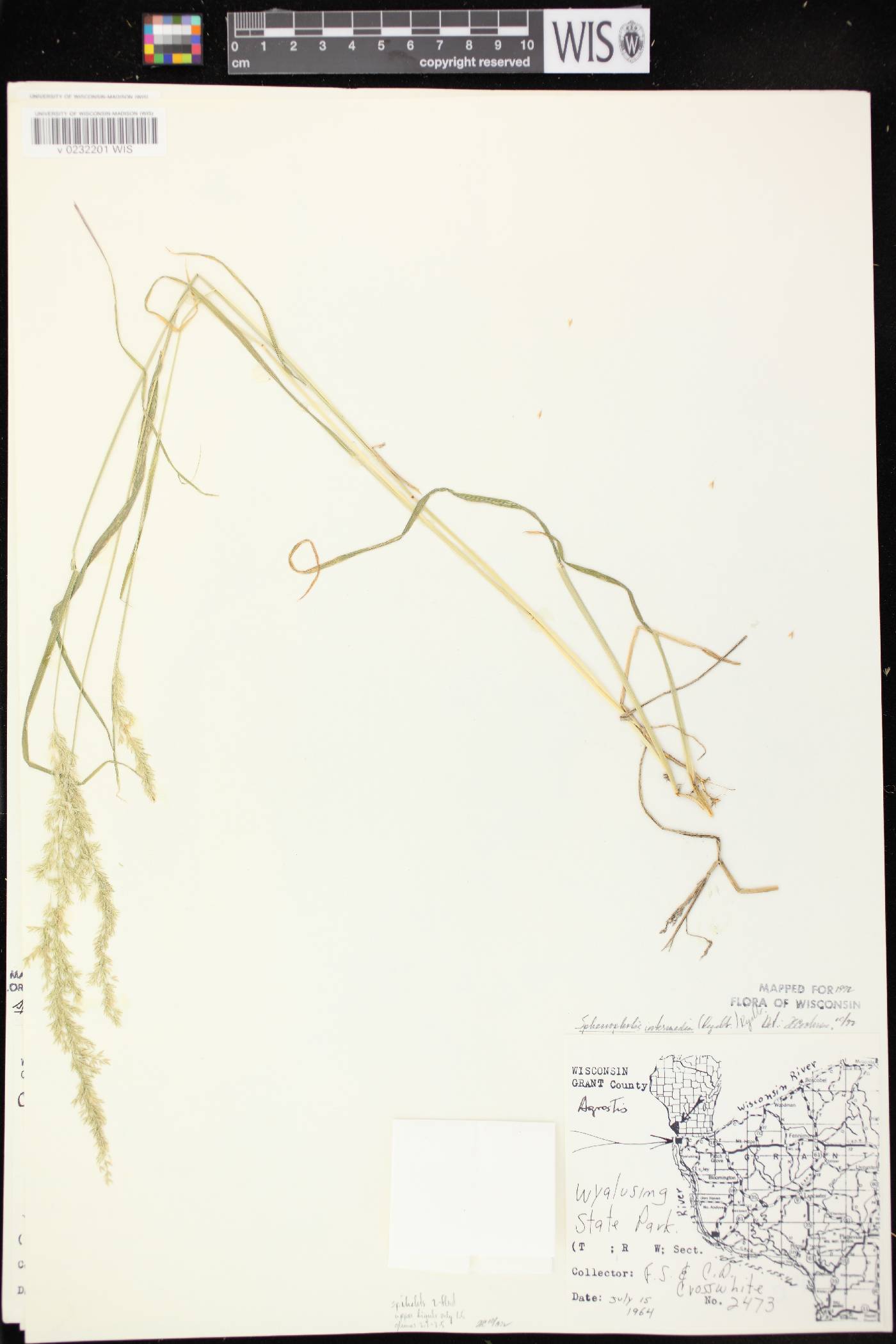 Sphenopholis intermedia image