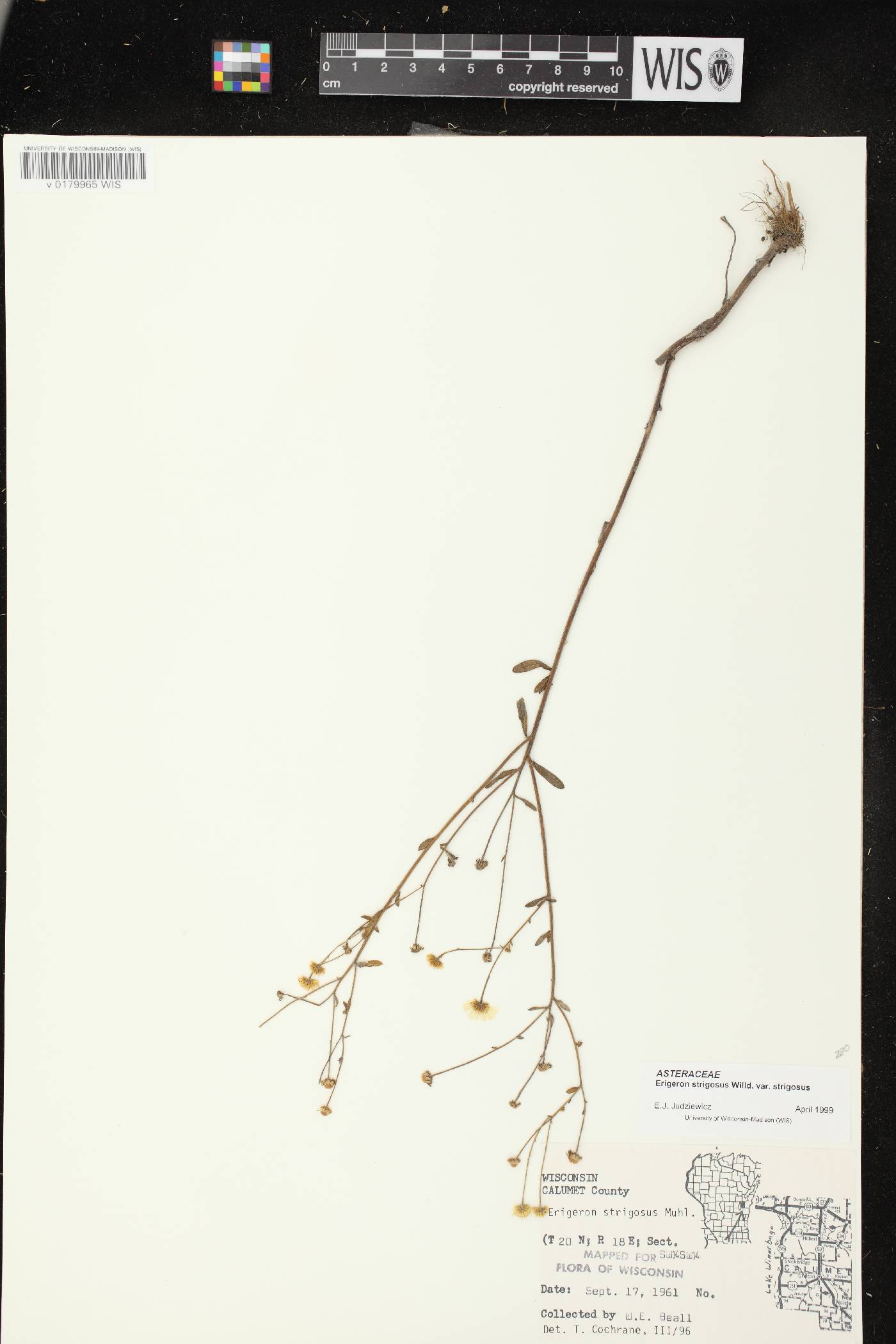Erigeron strigosus var. strigosus image