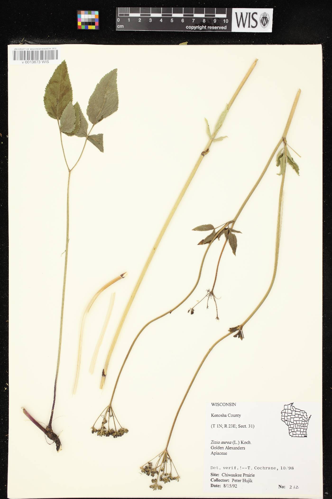 Zizia aurea image